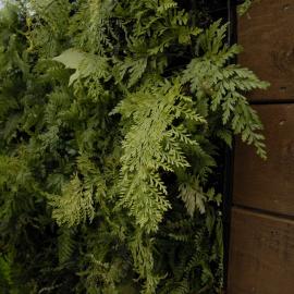  2009 Ellerslie Flower Show 106