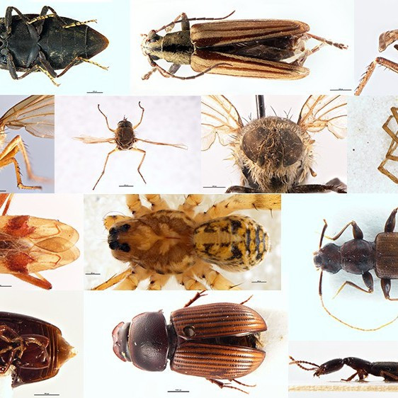 Entomology Research Collection