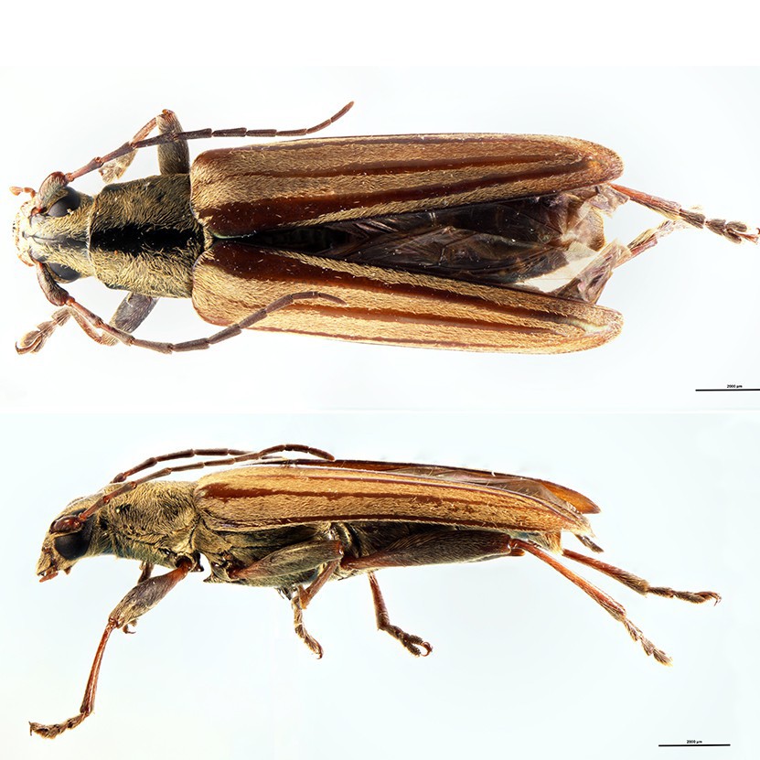 Coleoptera Coptomma marrisi Holotype