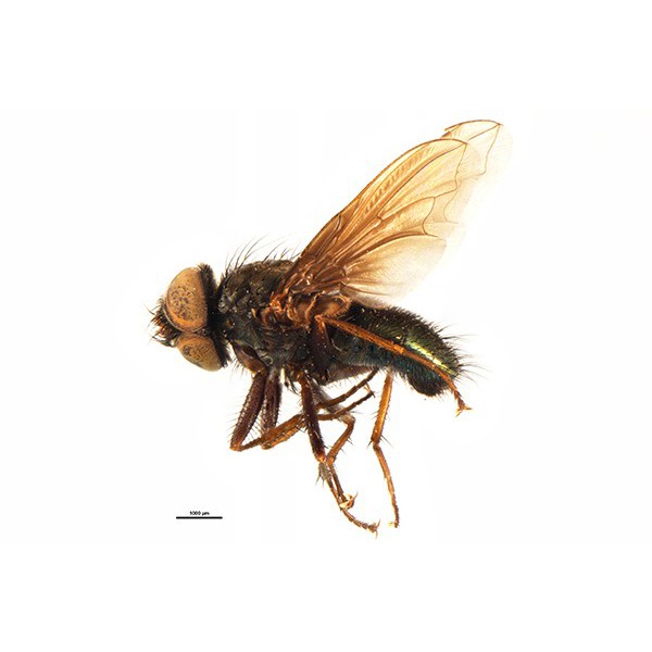 Diptera Pollenia fulviantenna Holotype