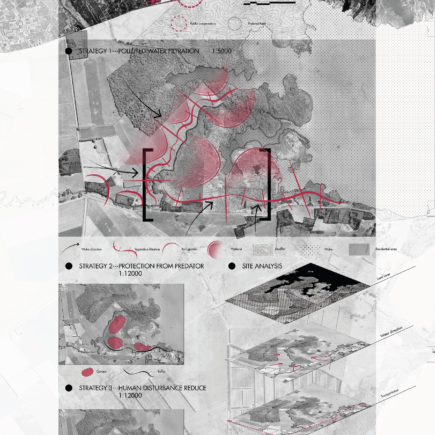 2018 Sharp-Tailed Sandpiper - Chuwei Zhang
