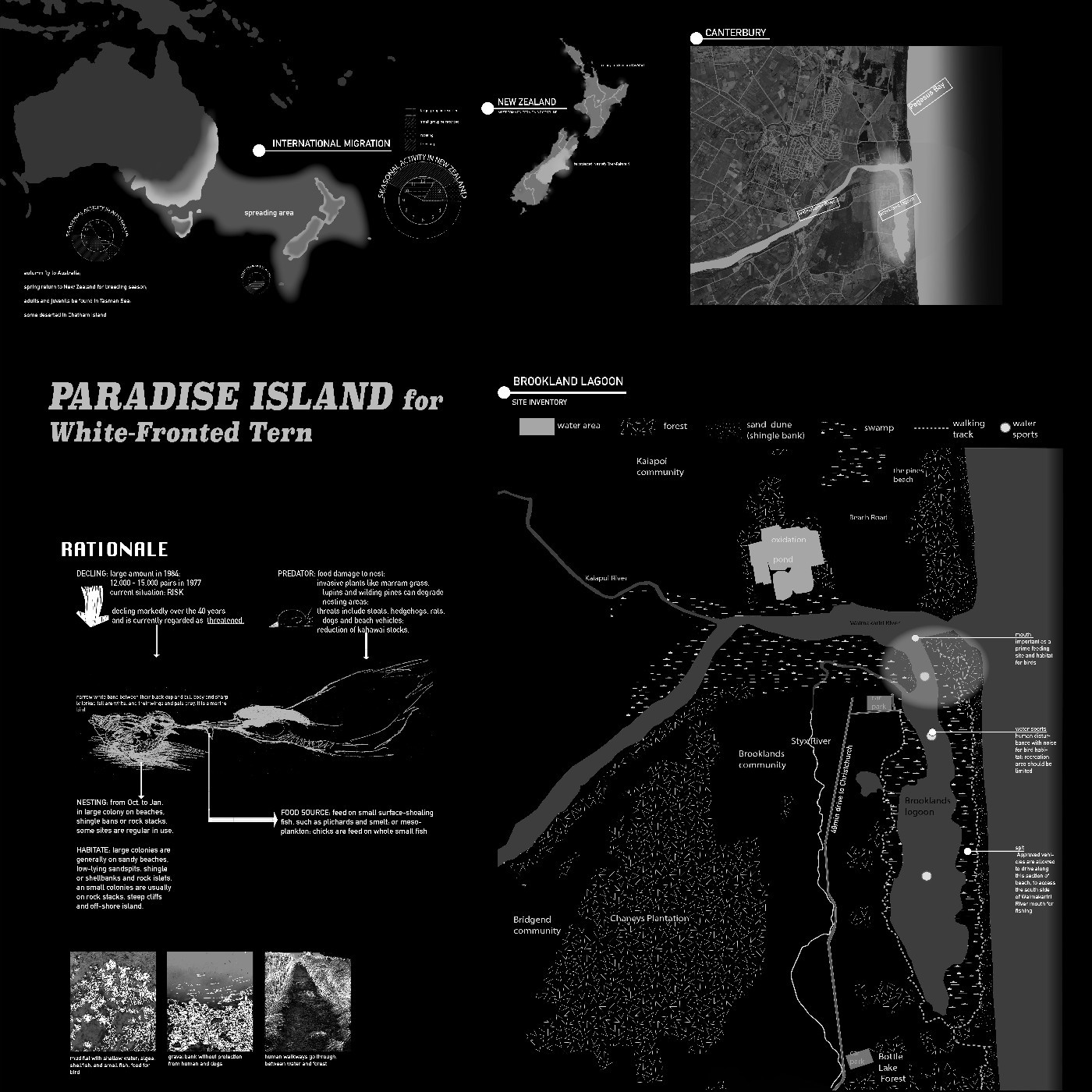 2018 Paradise Island for White-Fronted Terns - Shin Shi