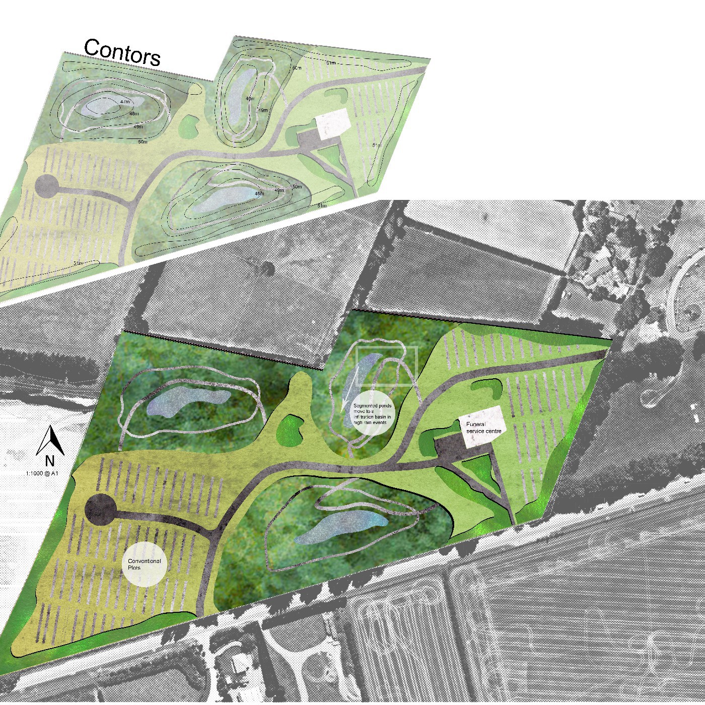 2017 Podocarp Cemetery Park - Tom Steck