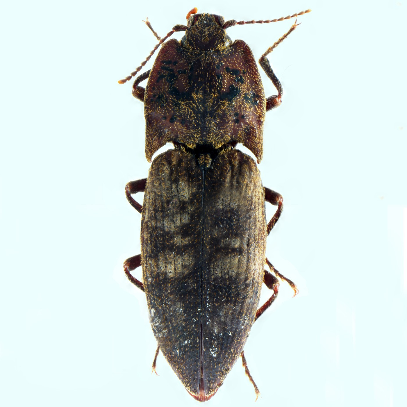 Coleoptera Amychus manawatawhi Holotype