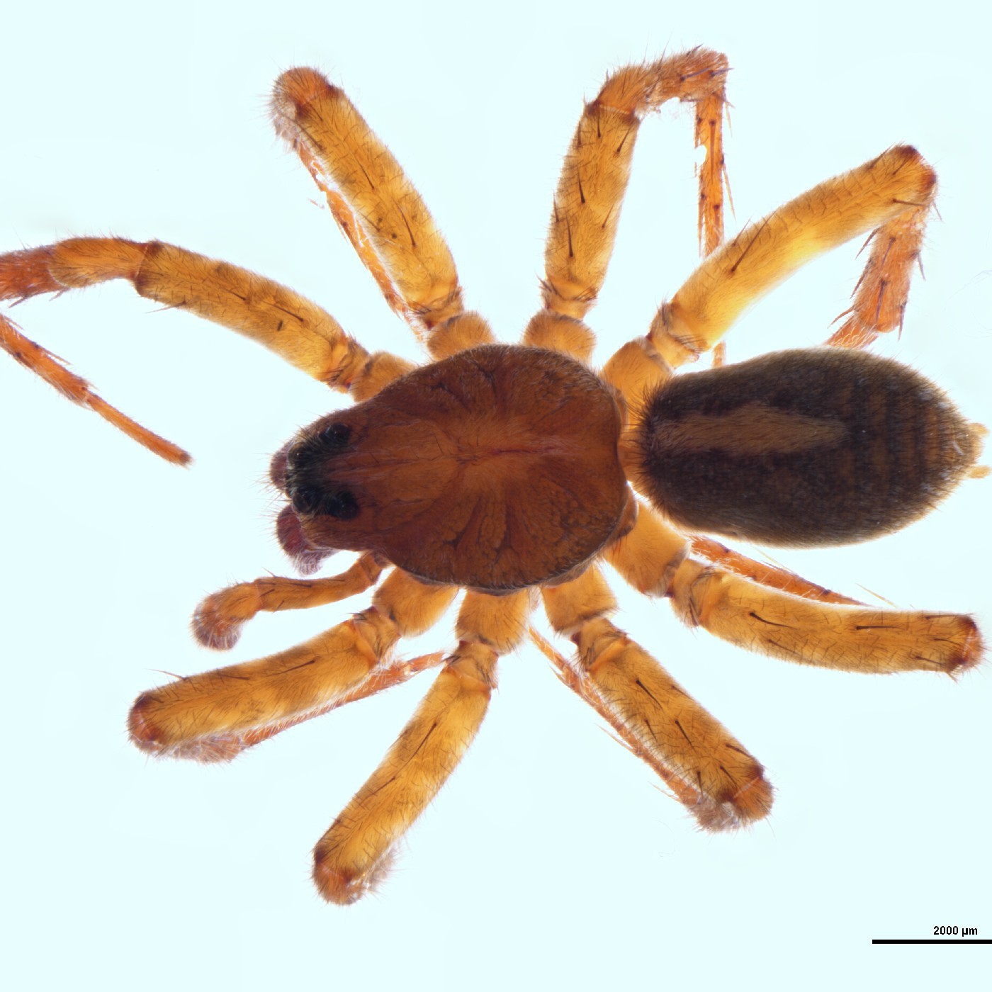 Arachnida Anoteropsis cantuaria Holotype