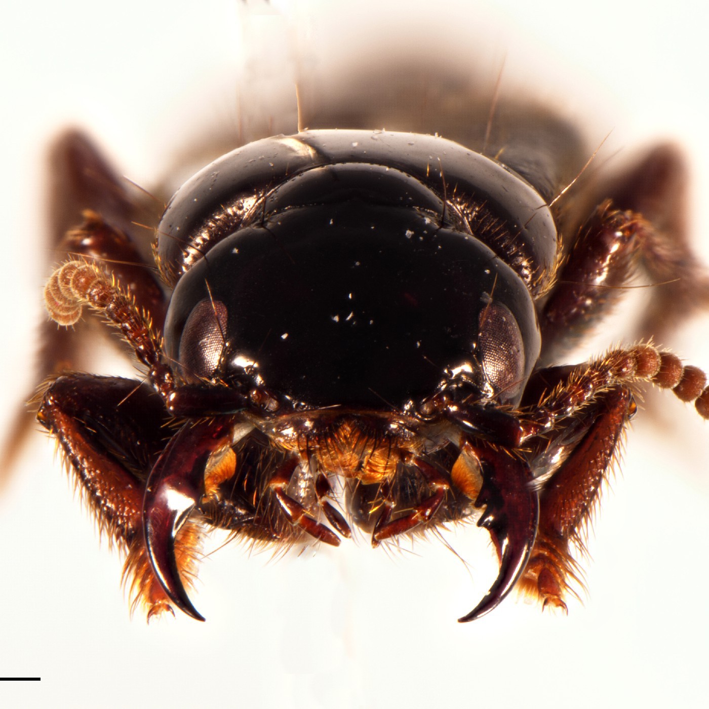 Coleoptera Creophilus rekohuensis Holotype