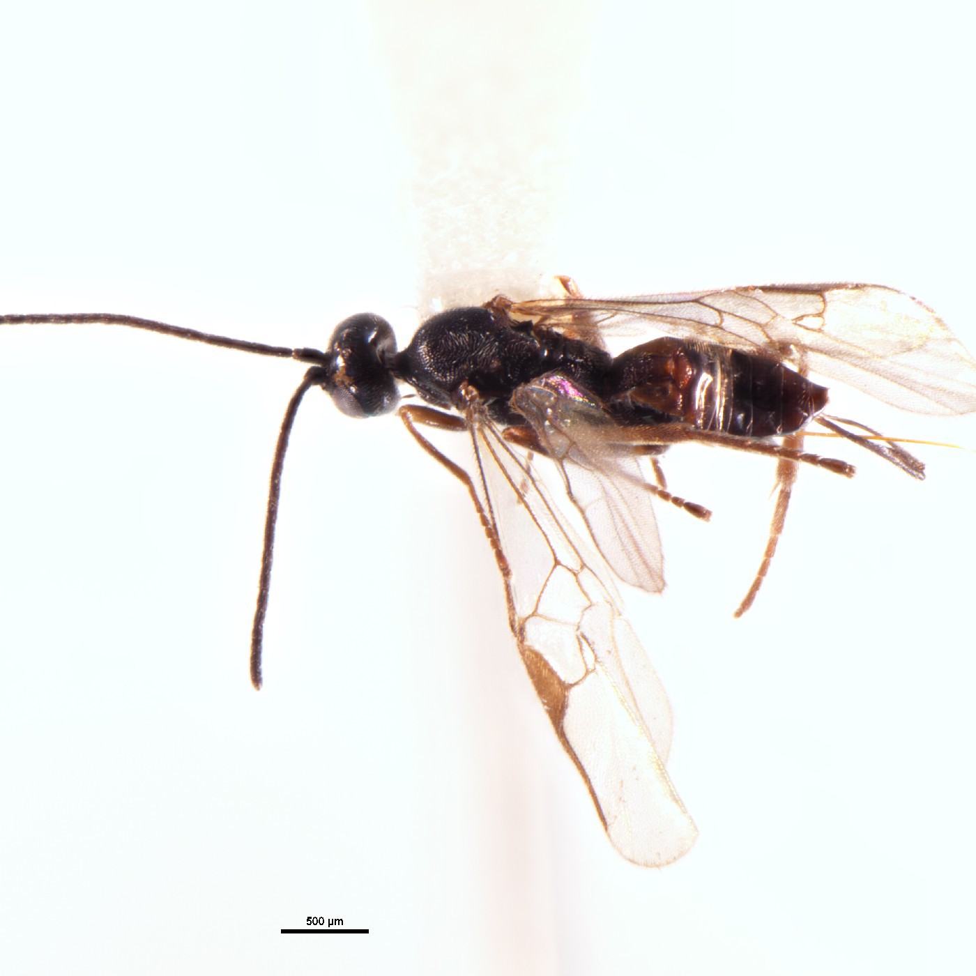 Hymenoptera Choeras helaspas Holotype