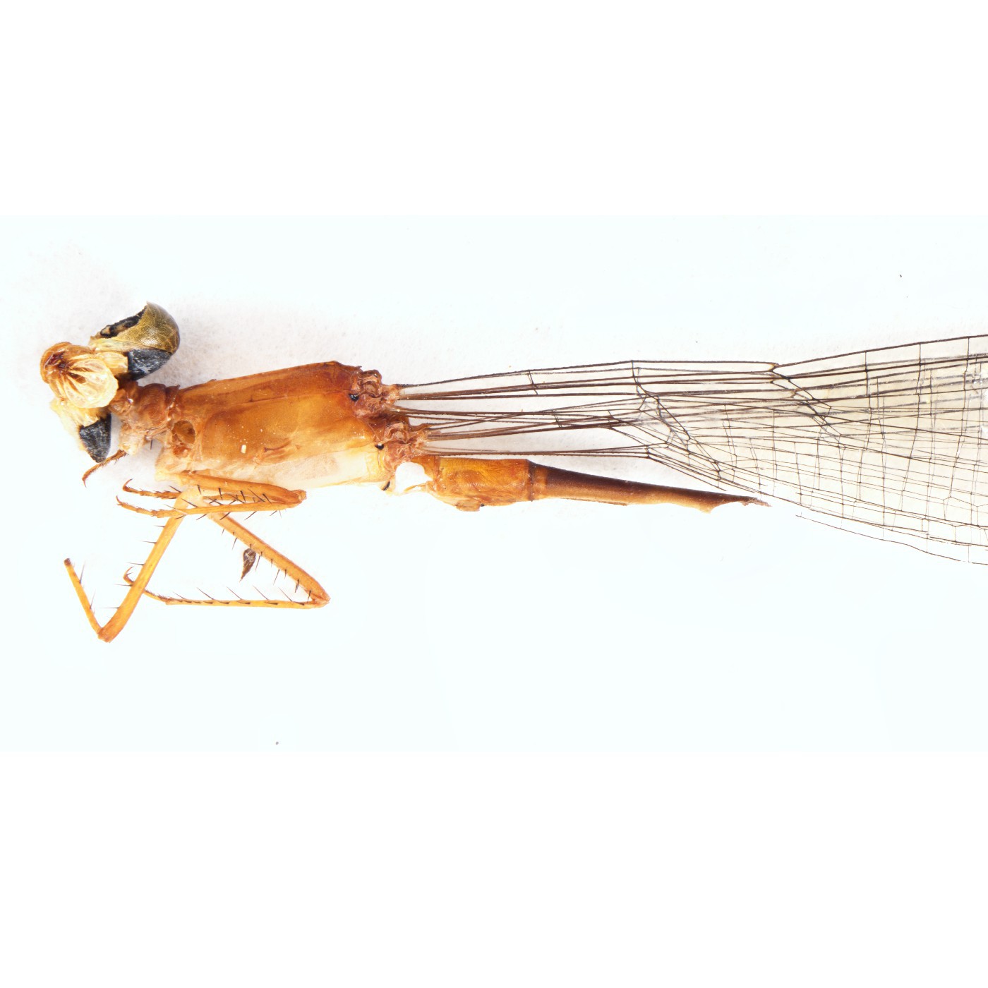 Odonata Teinobasis fatakula Holotype