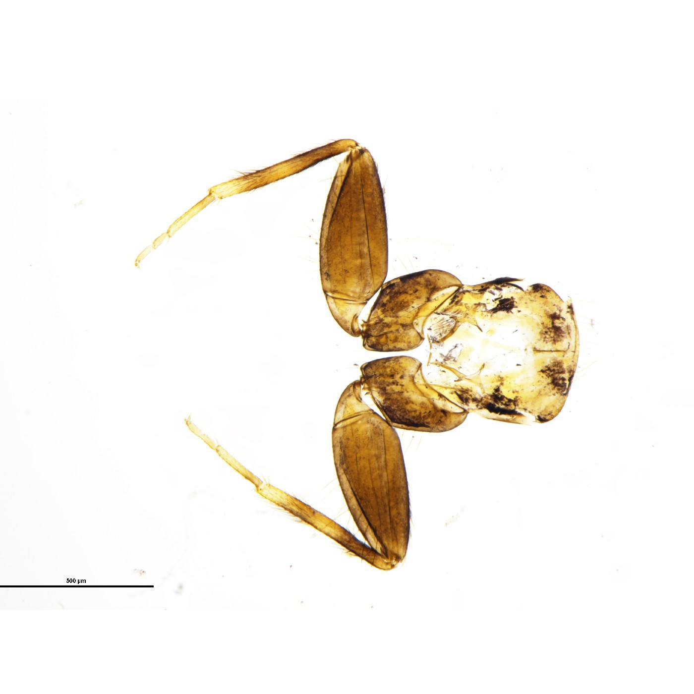 Psocoptera Pteroxanium marrisi Holotype