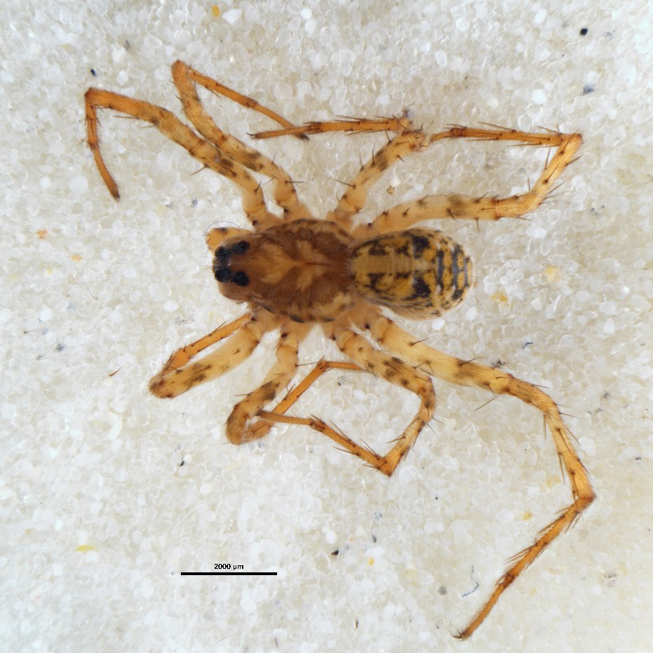 Arachnida Anoteropsis forsteri Holotype
