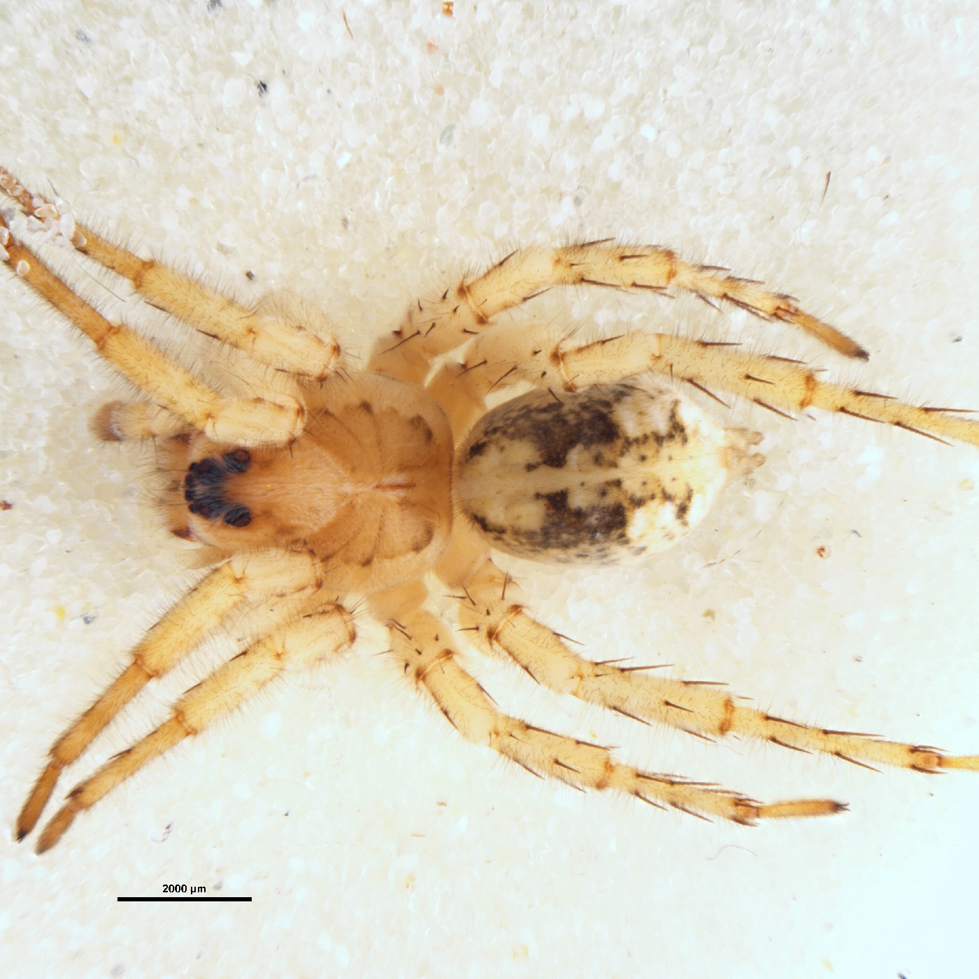 Arachnida Anoteropsis insularis Holotype