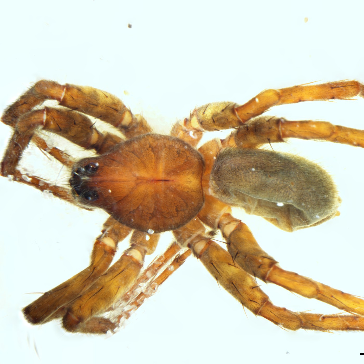 Arachnida Anoteropsis lacustris Holotype
