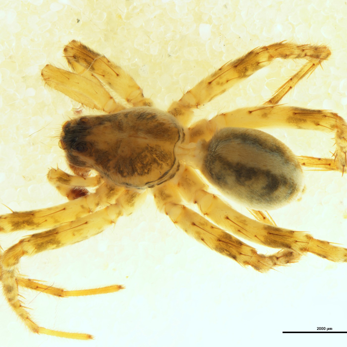Arachnida Anoteropsis litoralis Holotype