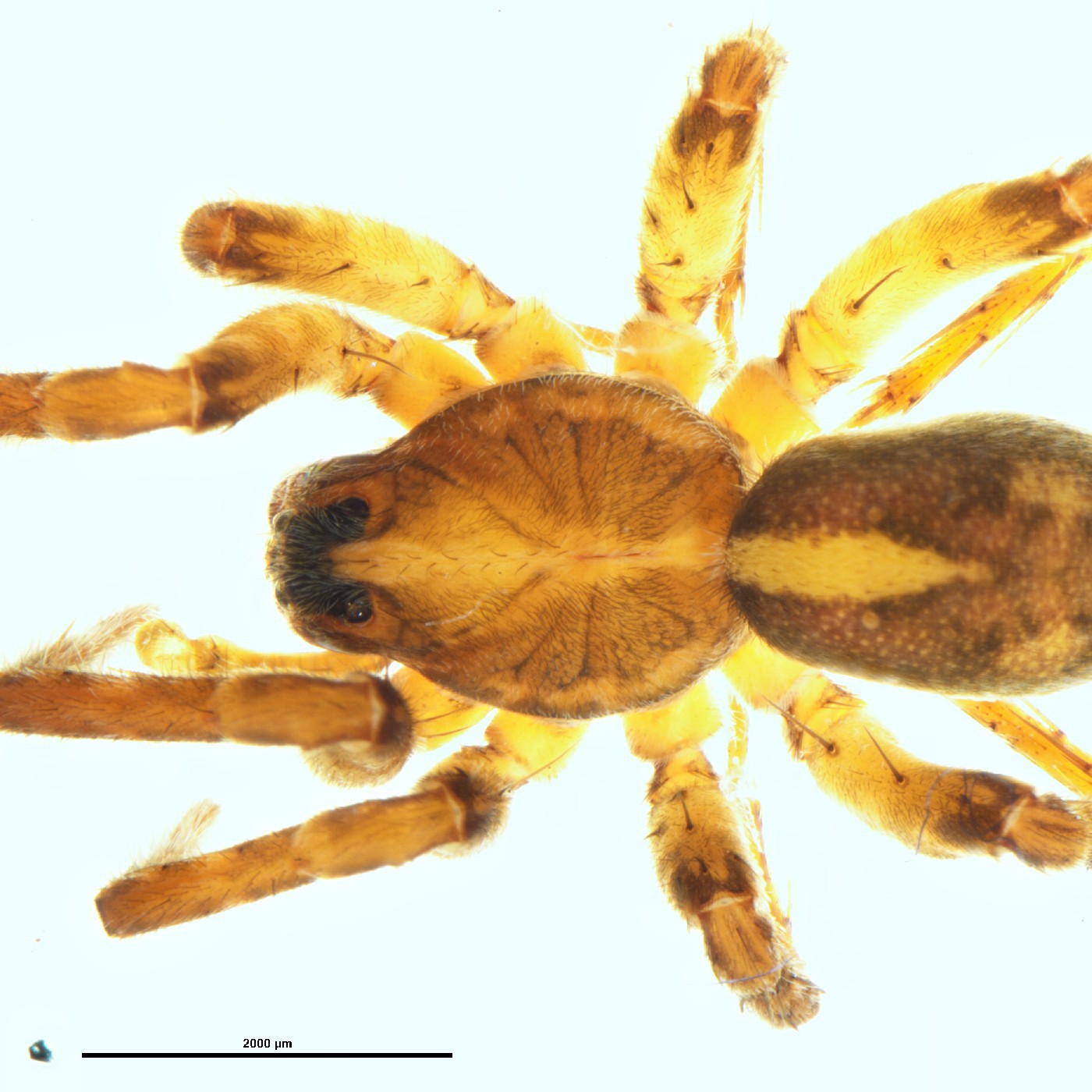 Arachnida Anoteropsis okatainae Holotype