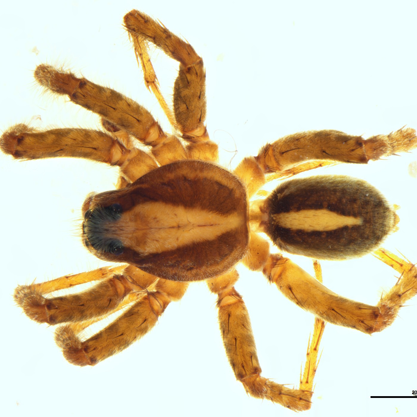 Arachnida Anoteropsis westlandica Holotype