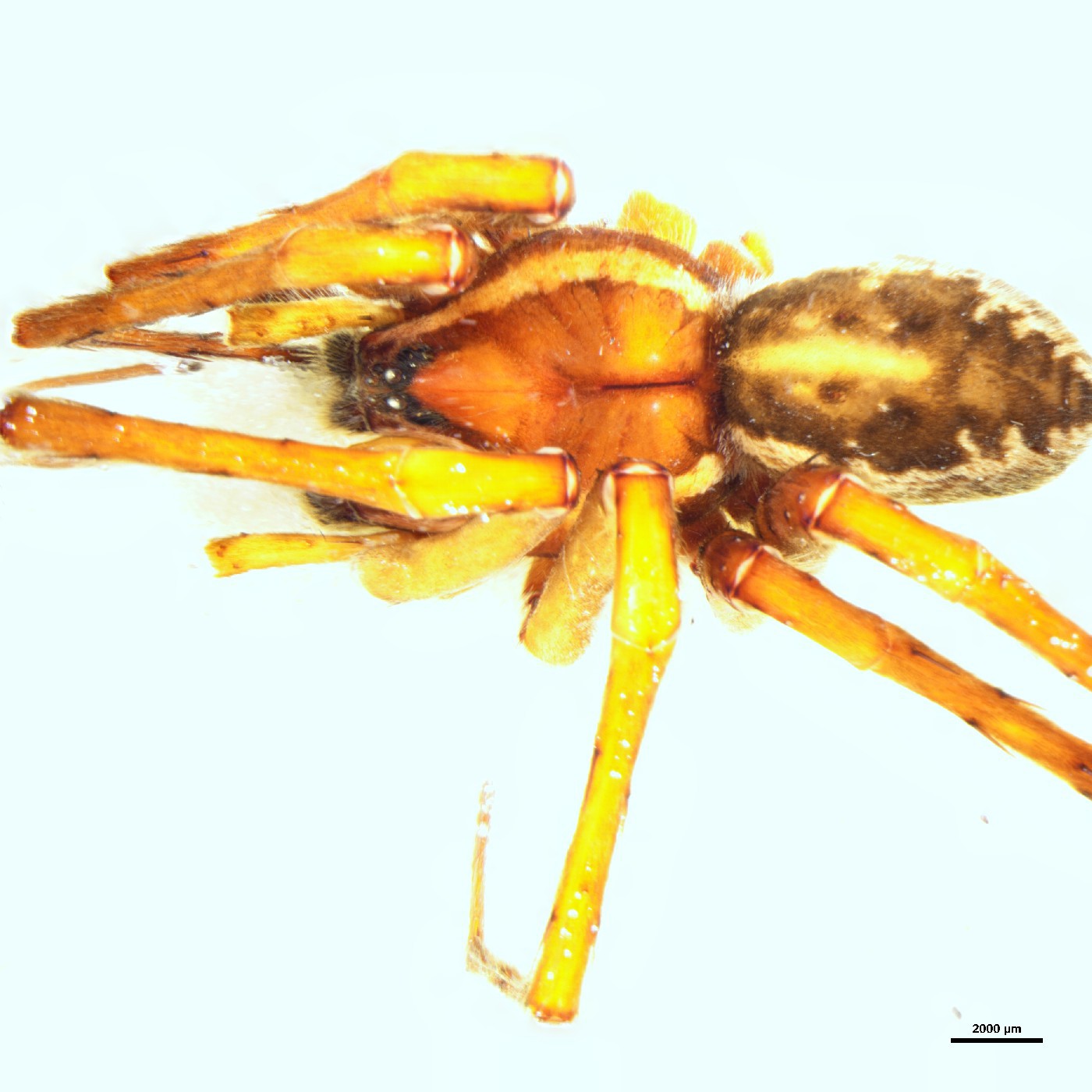 Arachnida Dolomedes dondalei Holotype