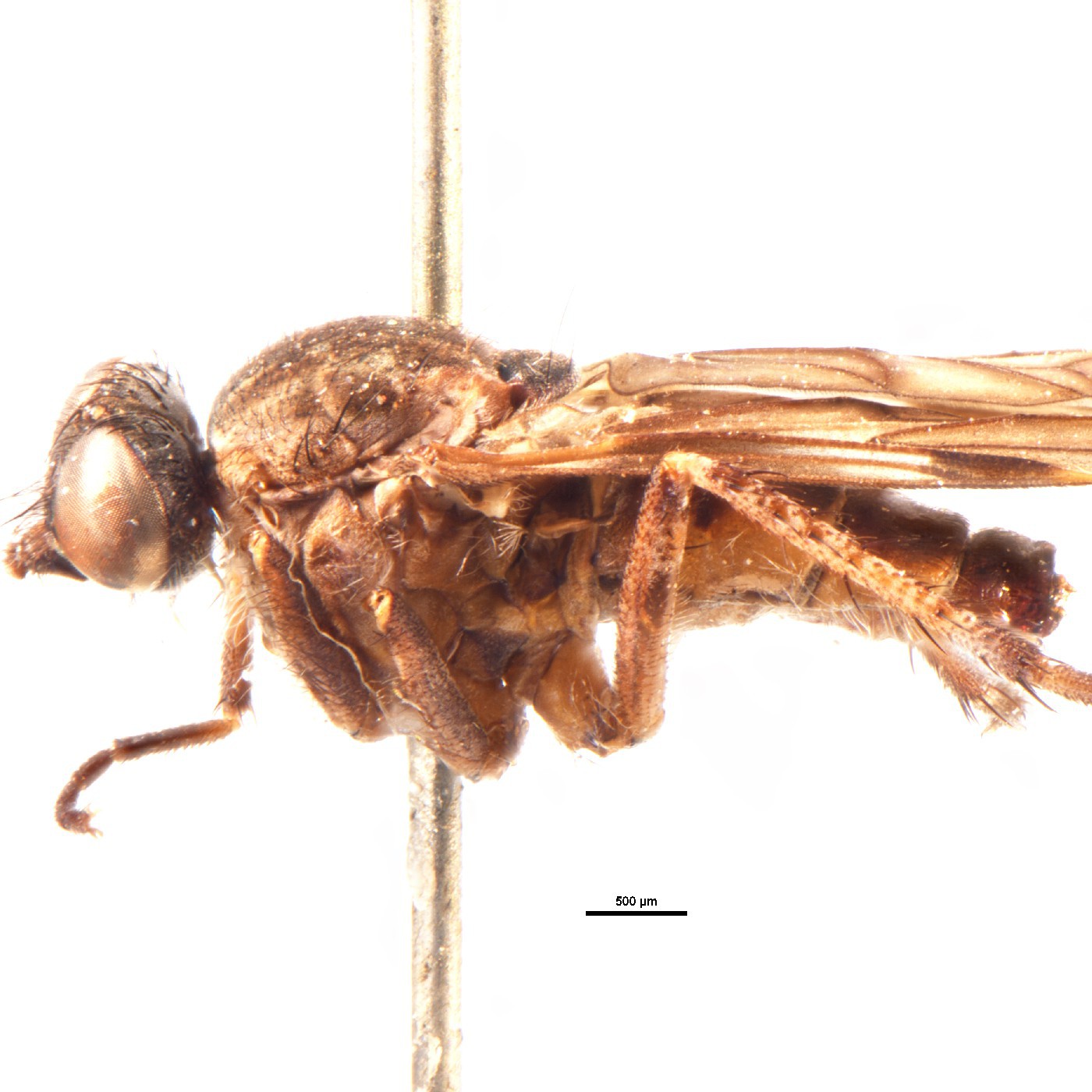 Diptera Anabarhynchus brevicornis Holotype