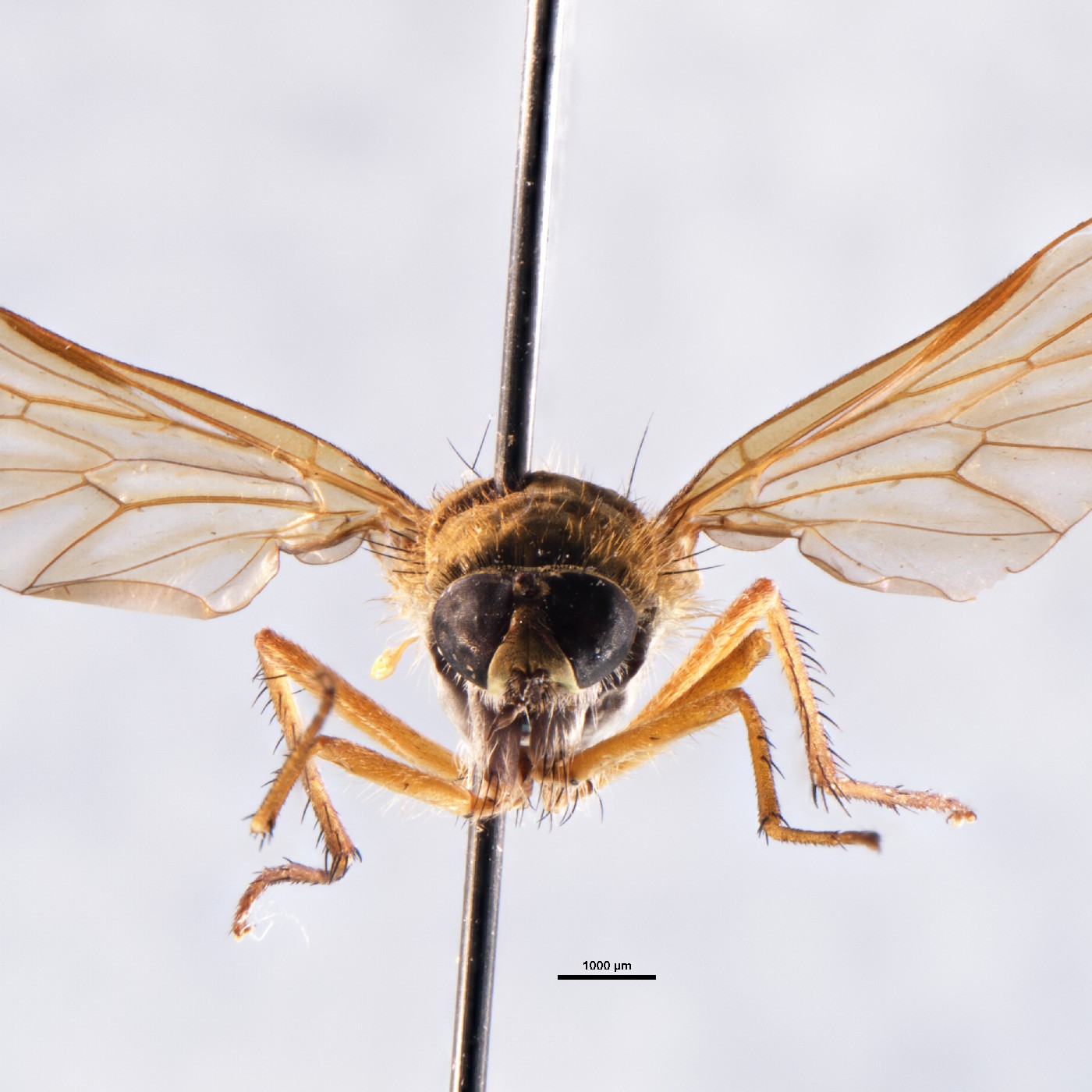 Diptera Anabarhynchus diversicolor Holotype