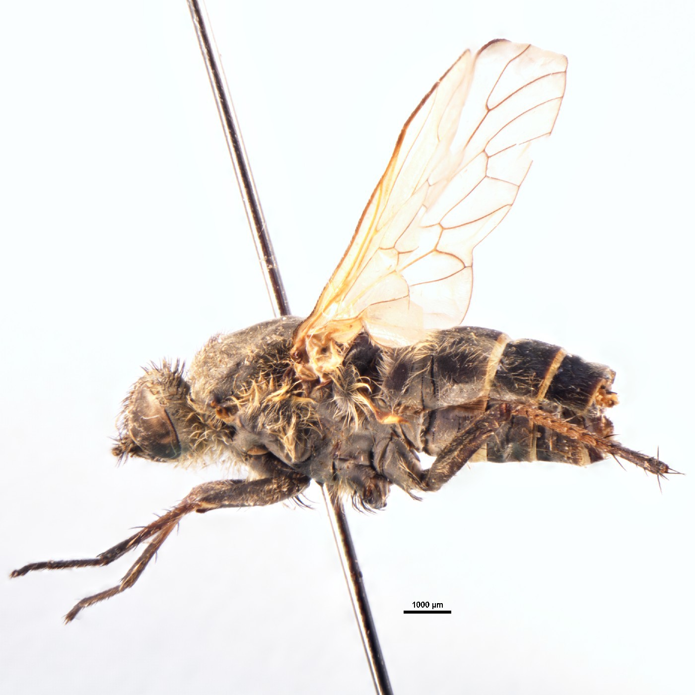 Diptera Anabarhynchus embersoni Holotype