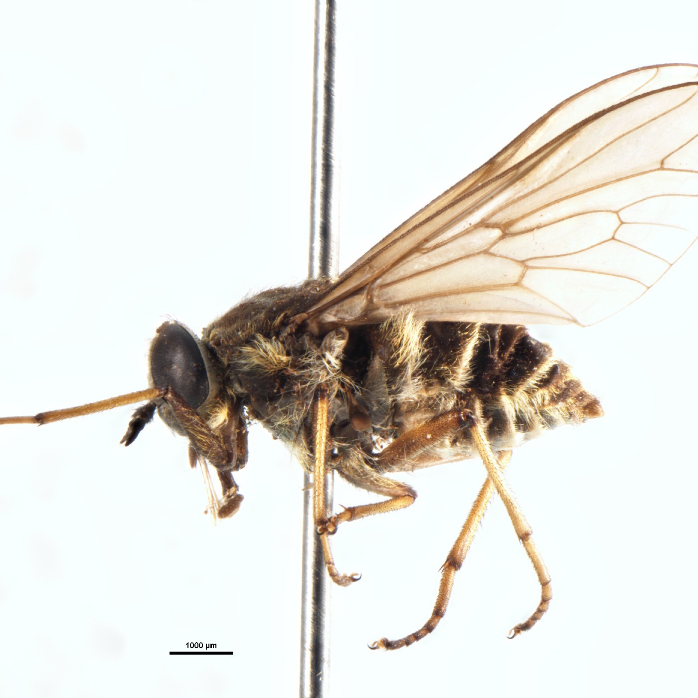 Diptera Anzomyia herculensis Holotype