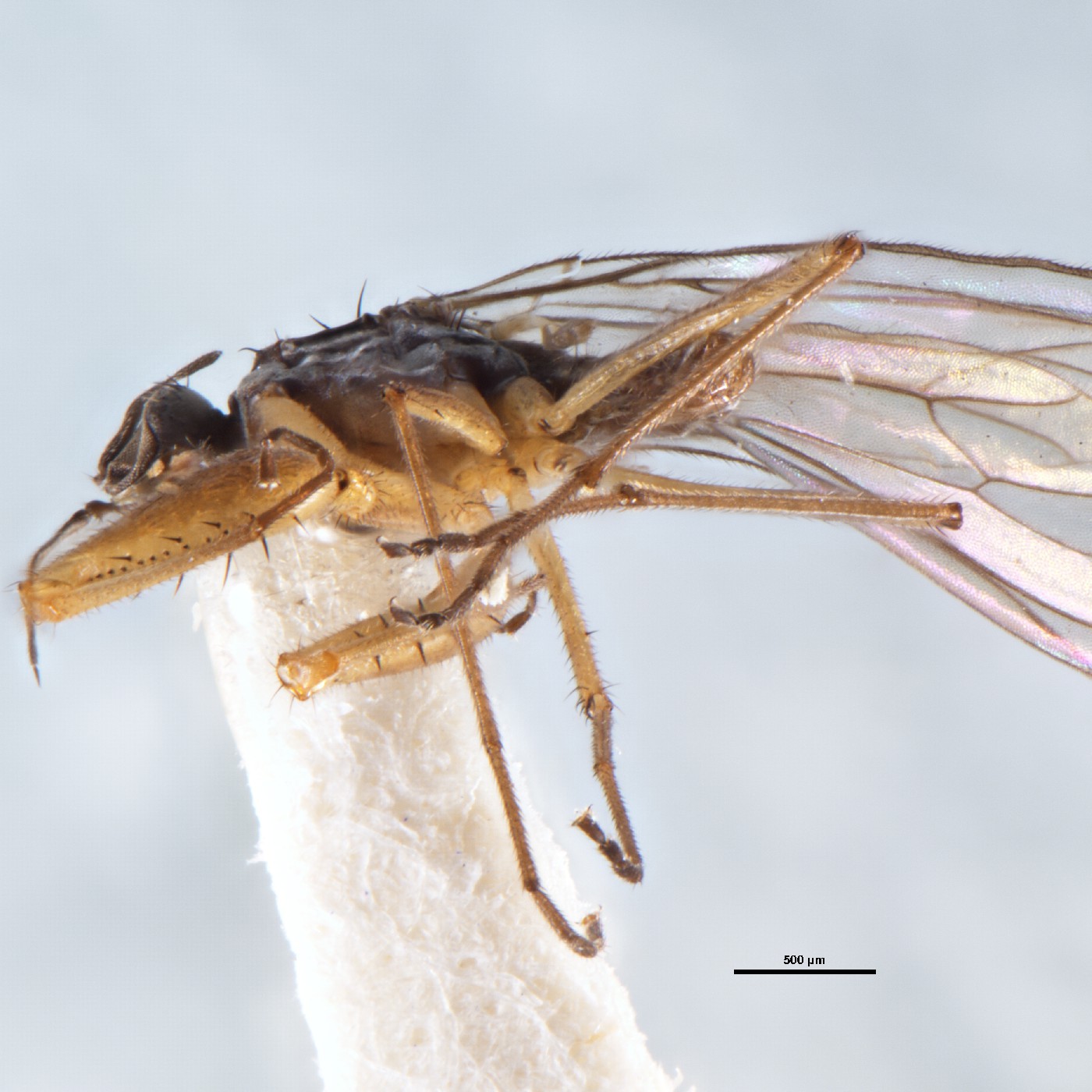 Diptera Chelipoda cornigera Holotype