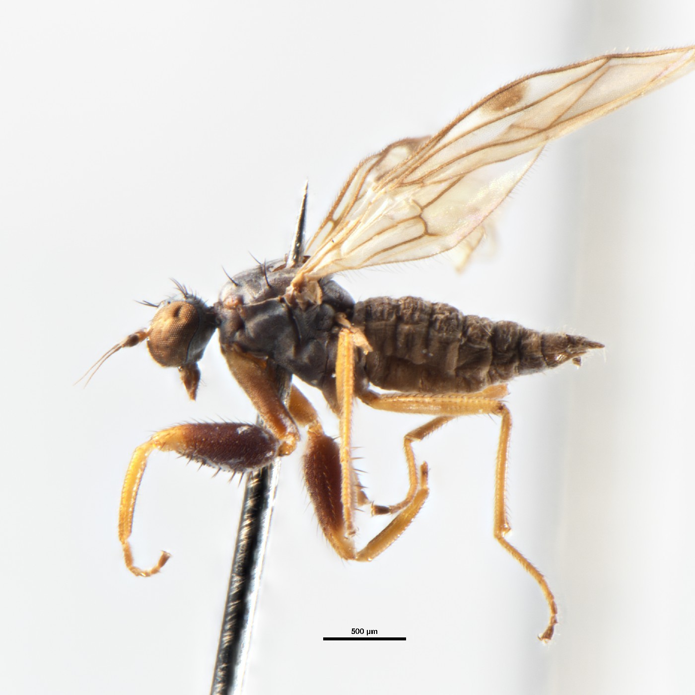 Diptera Chelipoda macrostigma Holotype