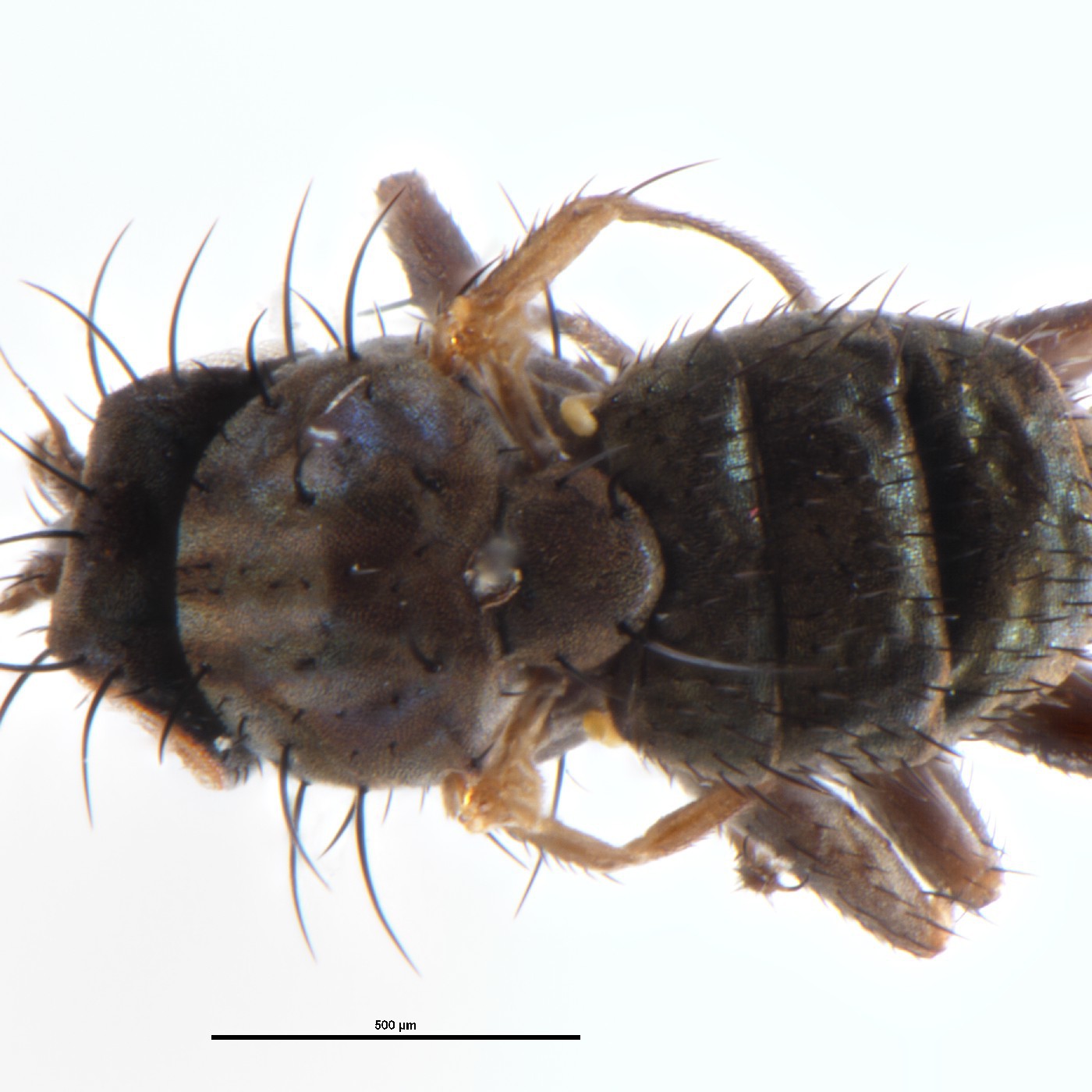 Diptera Haloscatella harrisoni Holotype