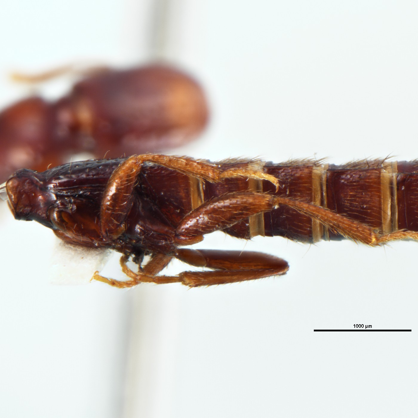 Diptera Hyperomma boreale Holotype