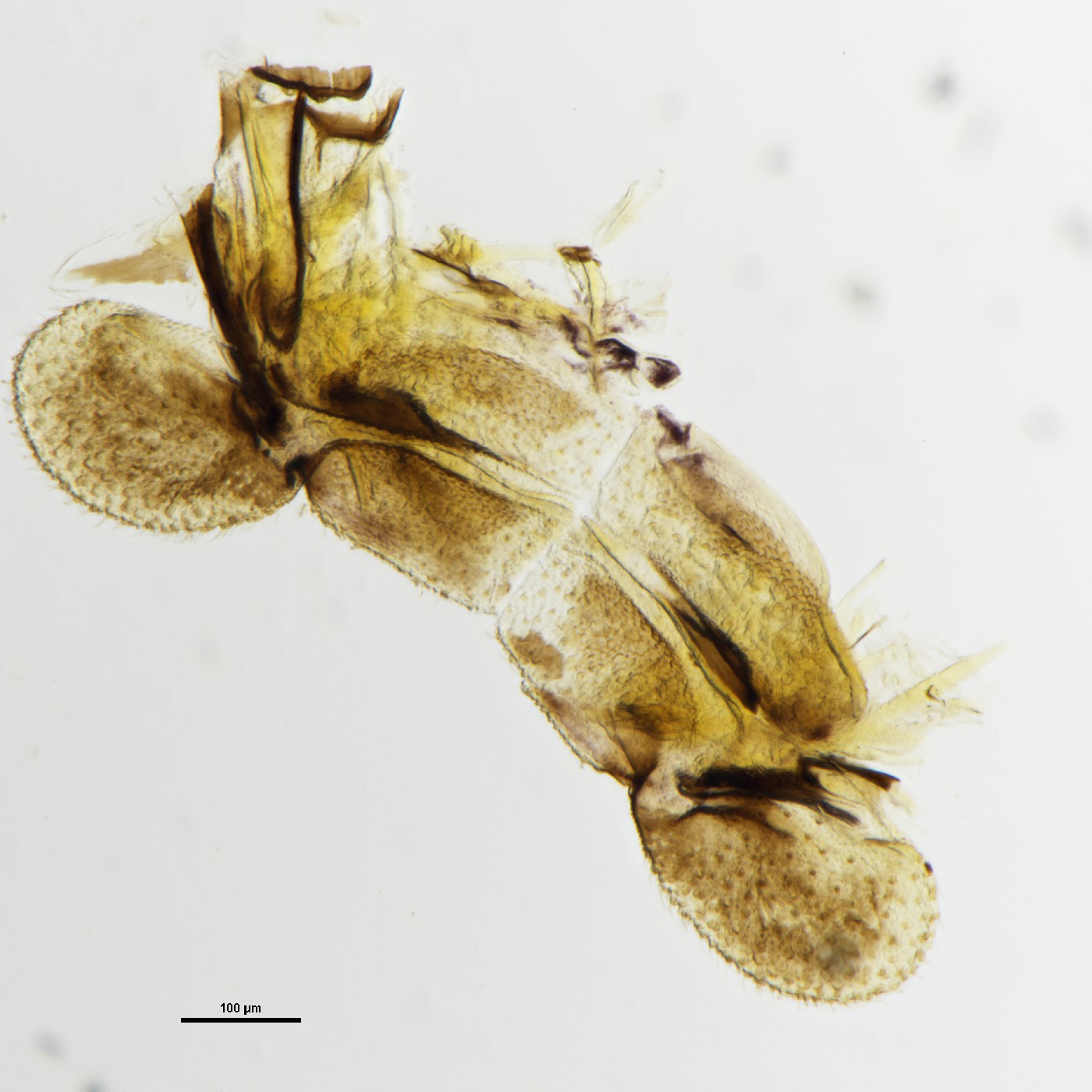 Psocoptera Sandrapsocus clarki Holotype
