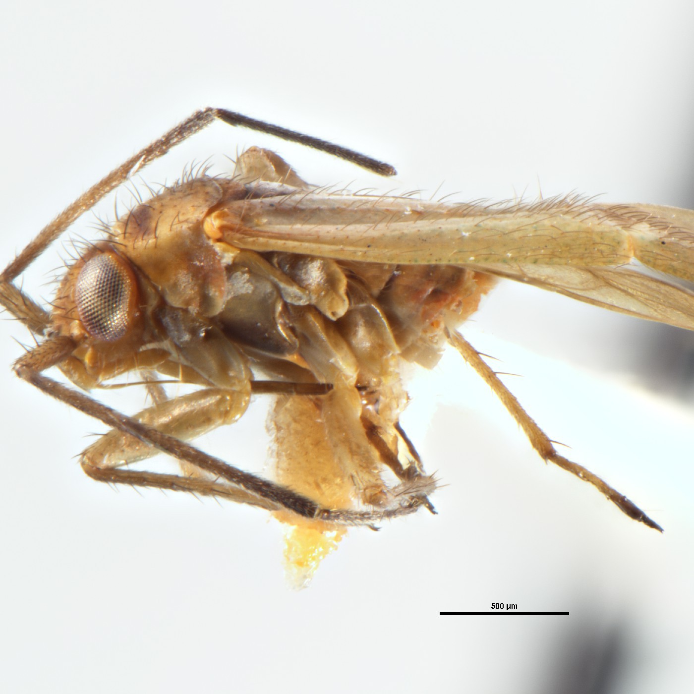 Hemiptera Tridiplous penmani Holotype