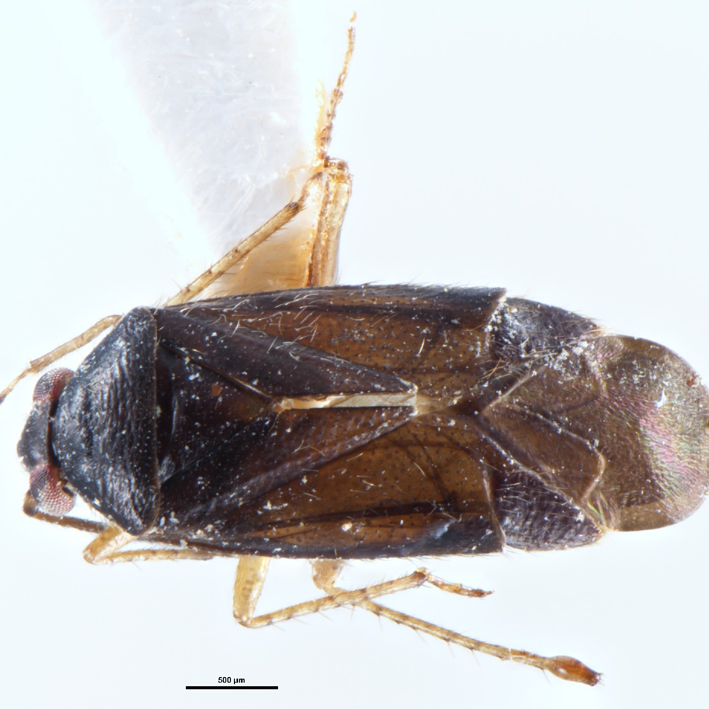 Hemiptera Xiphoides vacans Holotype