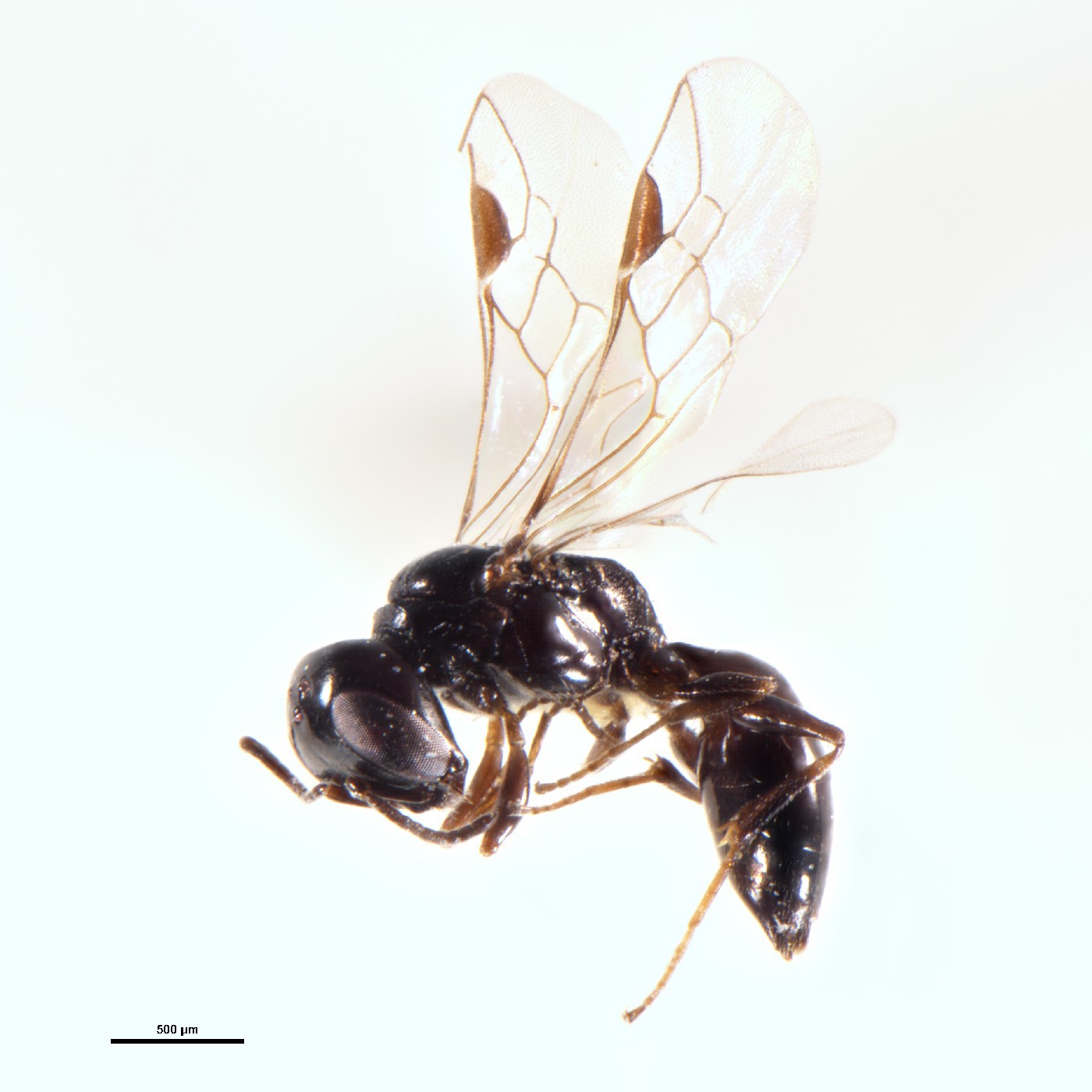 Hymenoptera Spilomena earlyi Holotype