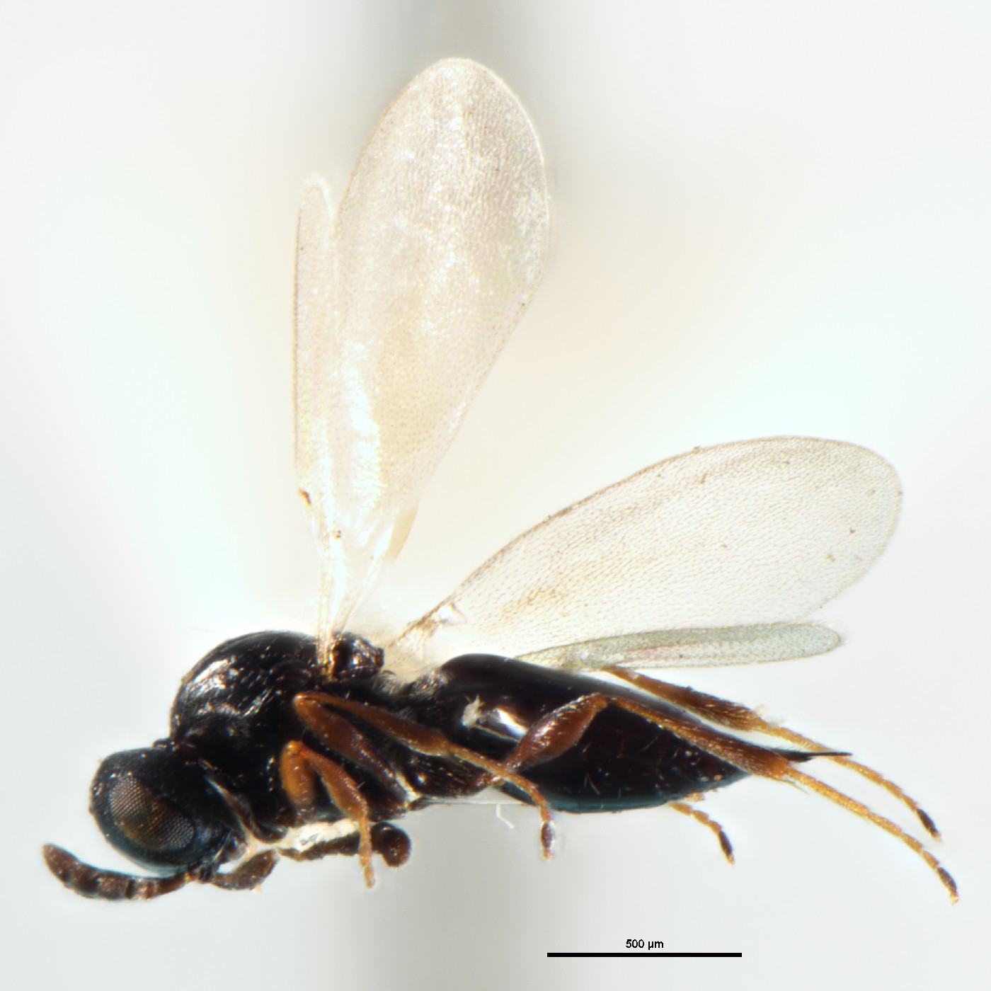Hymenoptera Synopeas marrisi Holotype
