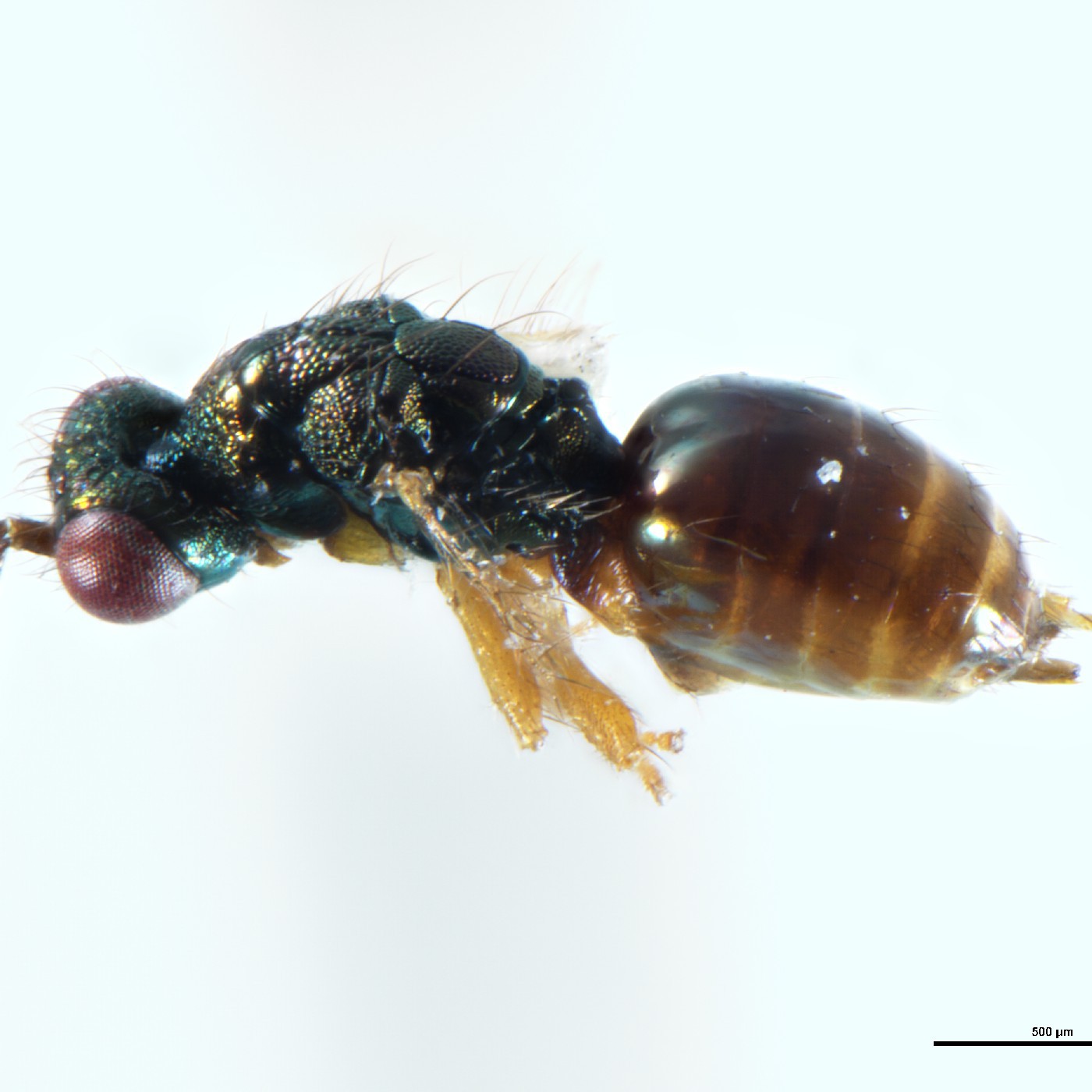 Hymenoptera Zealachertus abbreviatus Holotype