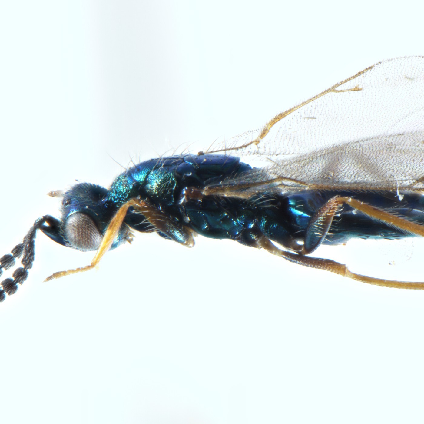 Hymenoptera Zealachertus aspirensis Holotype