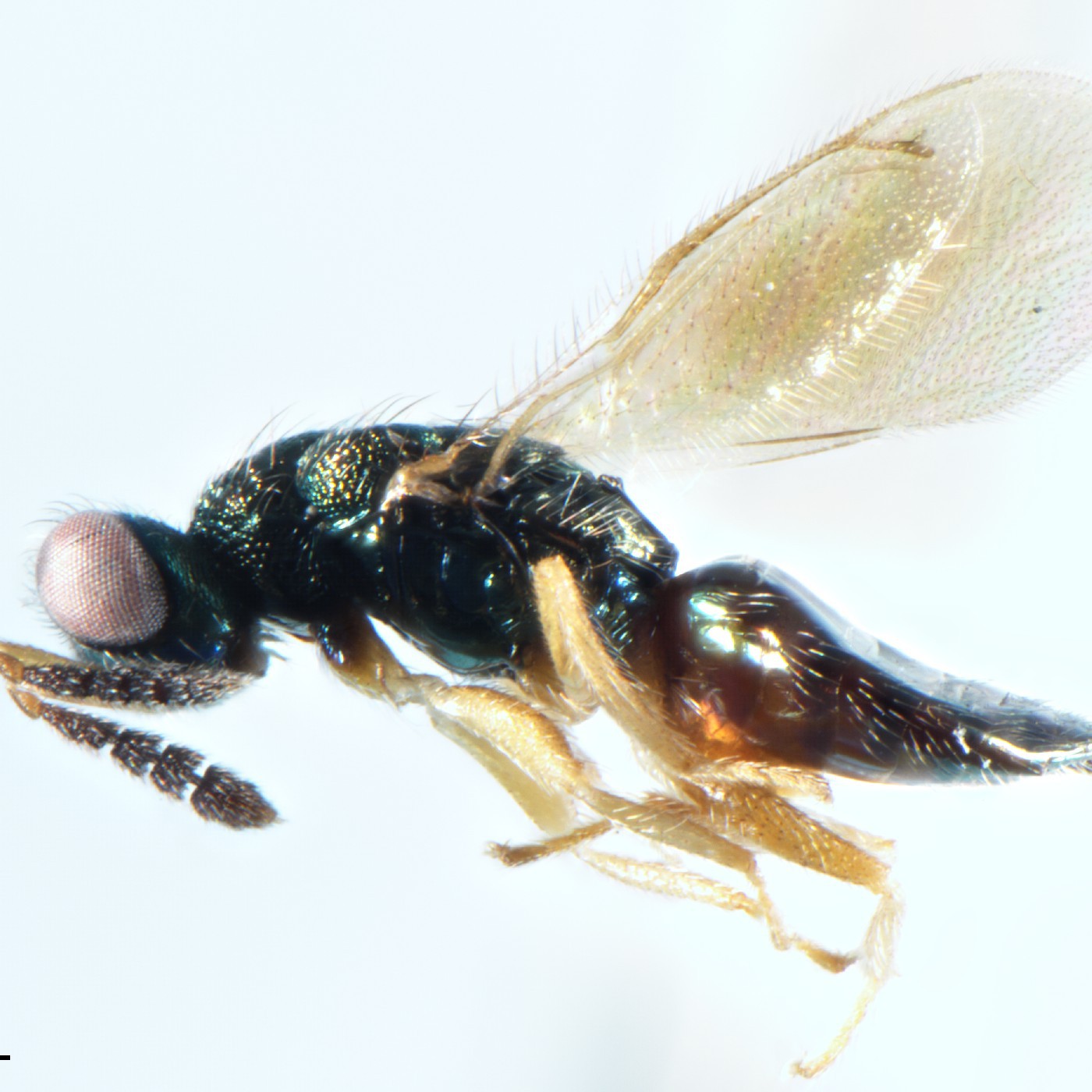 Hymenoptera Zealachertus bildiri Holotype