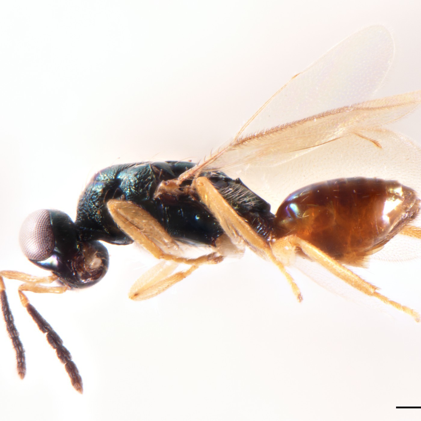 Hymenoptera Zealachertus longus Holotype