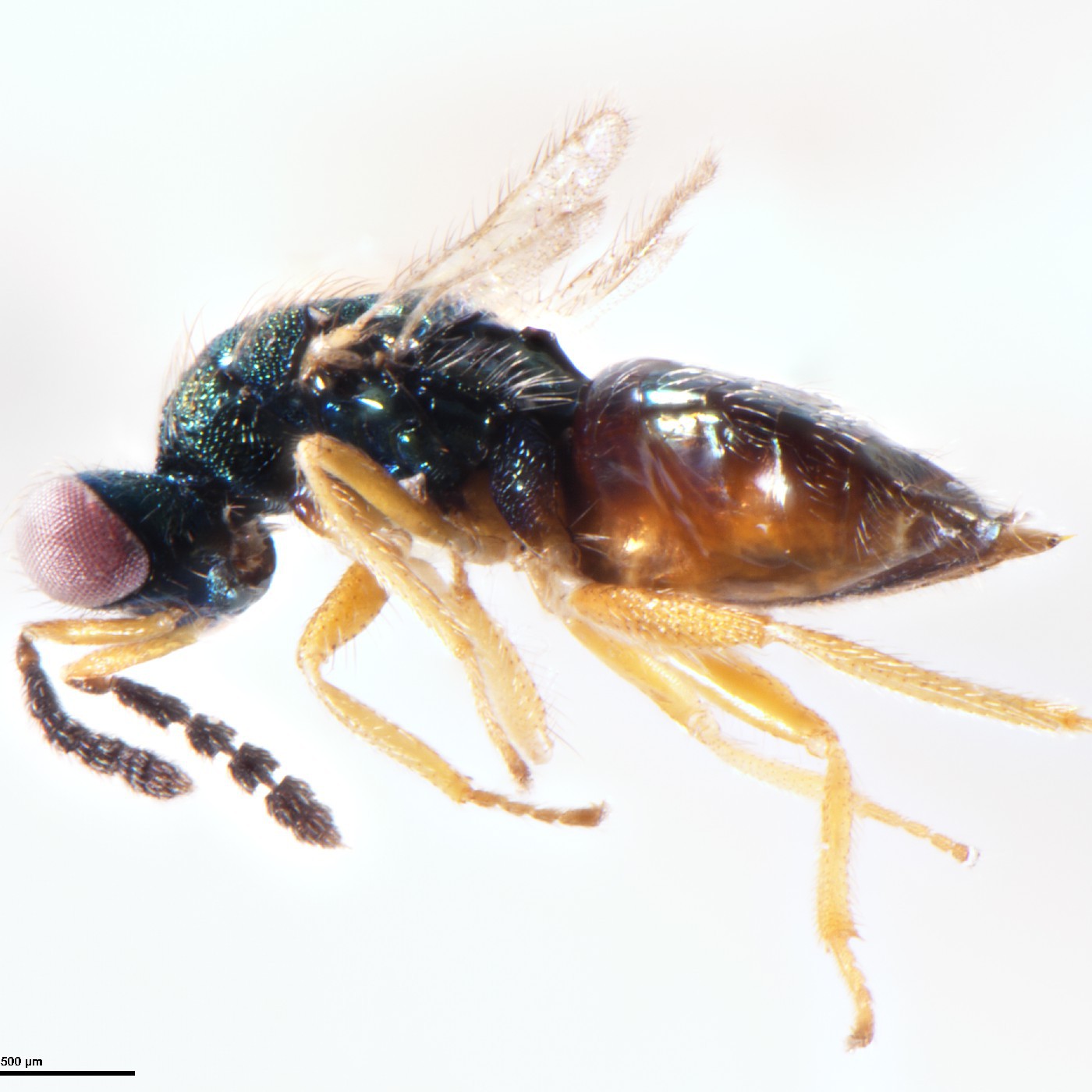 Hymenoptera Zealachertus pilifer Holotype