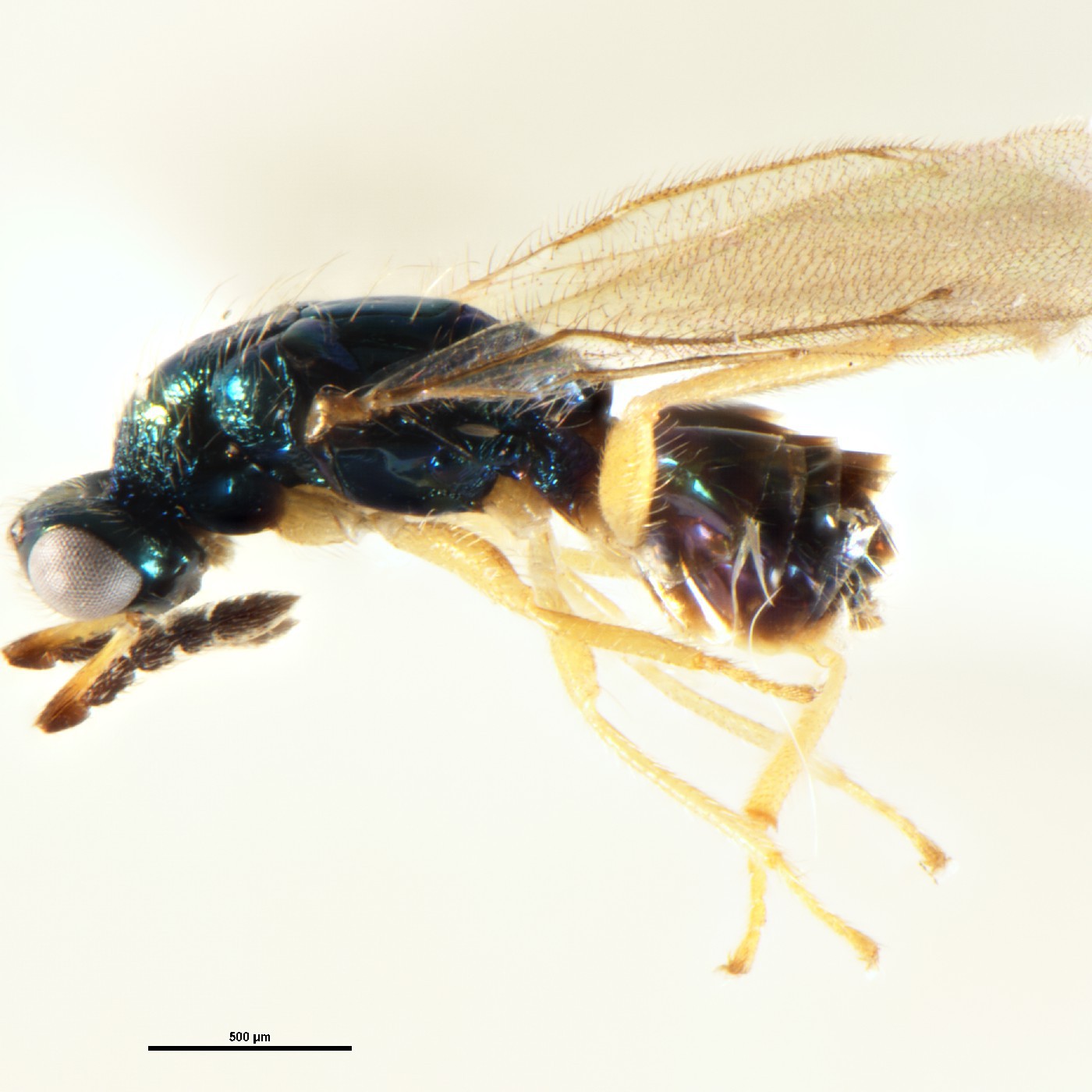 Hymenoptera Zealachertus planus Holotype
