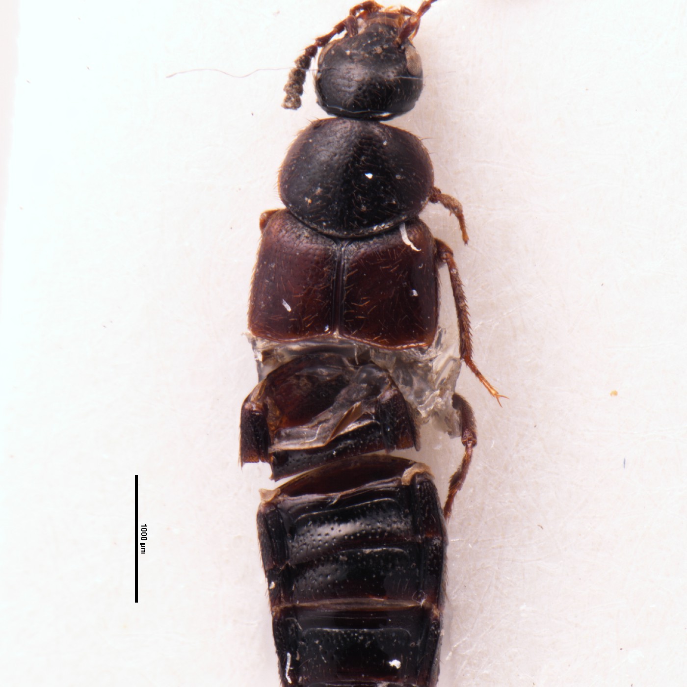 Coleoptera Aleochara hammondi Holotype