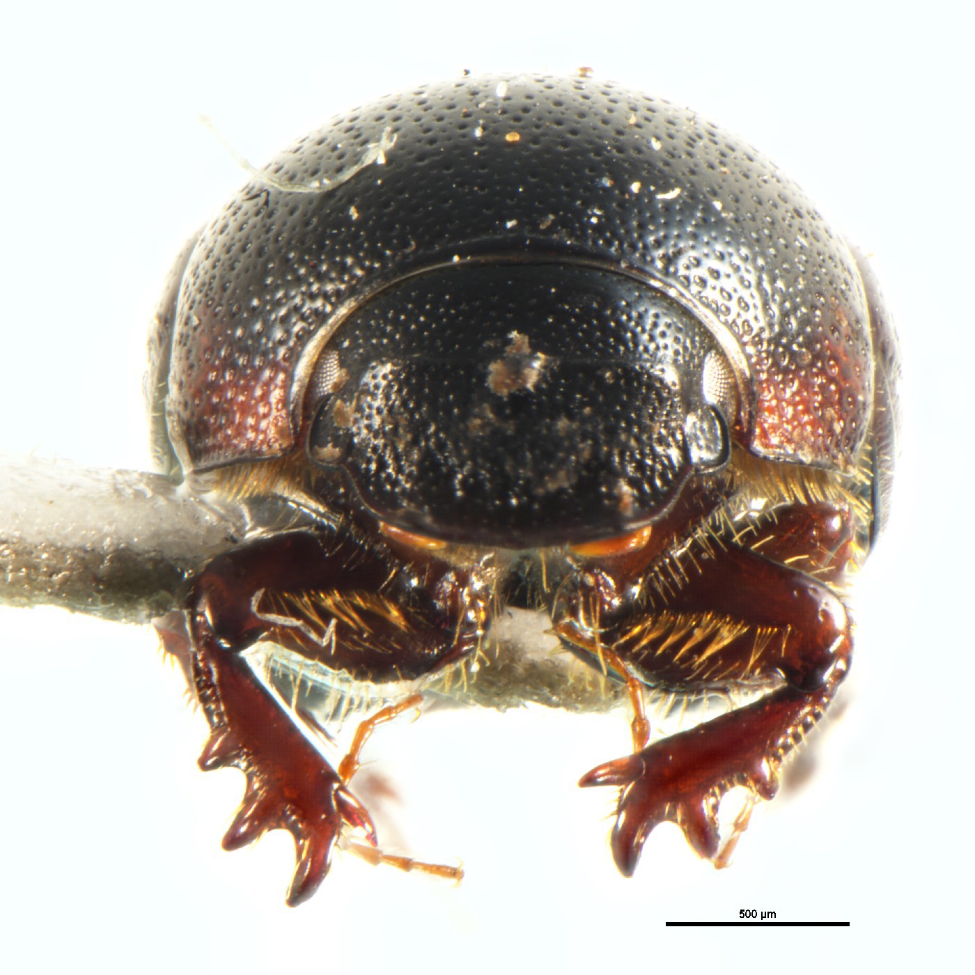 Coleoptera Aphodius chaiyaphumi Holotype