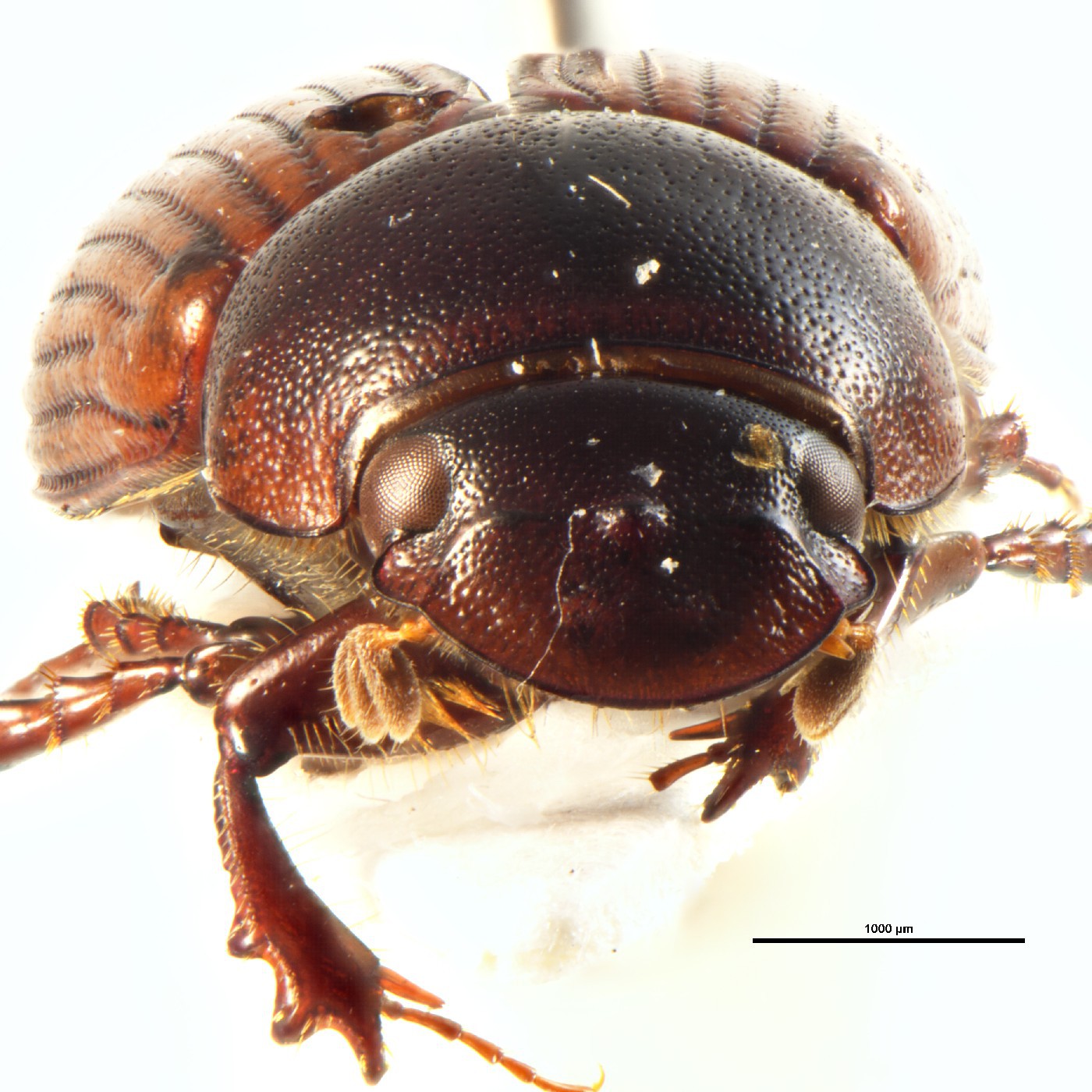 Coleoptera Aphodius luangensis Holotype