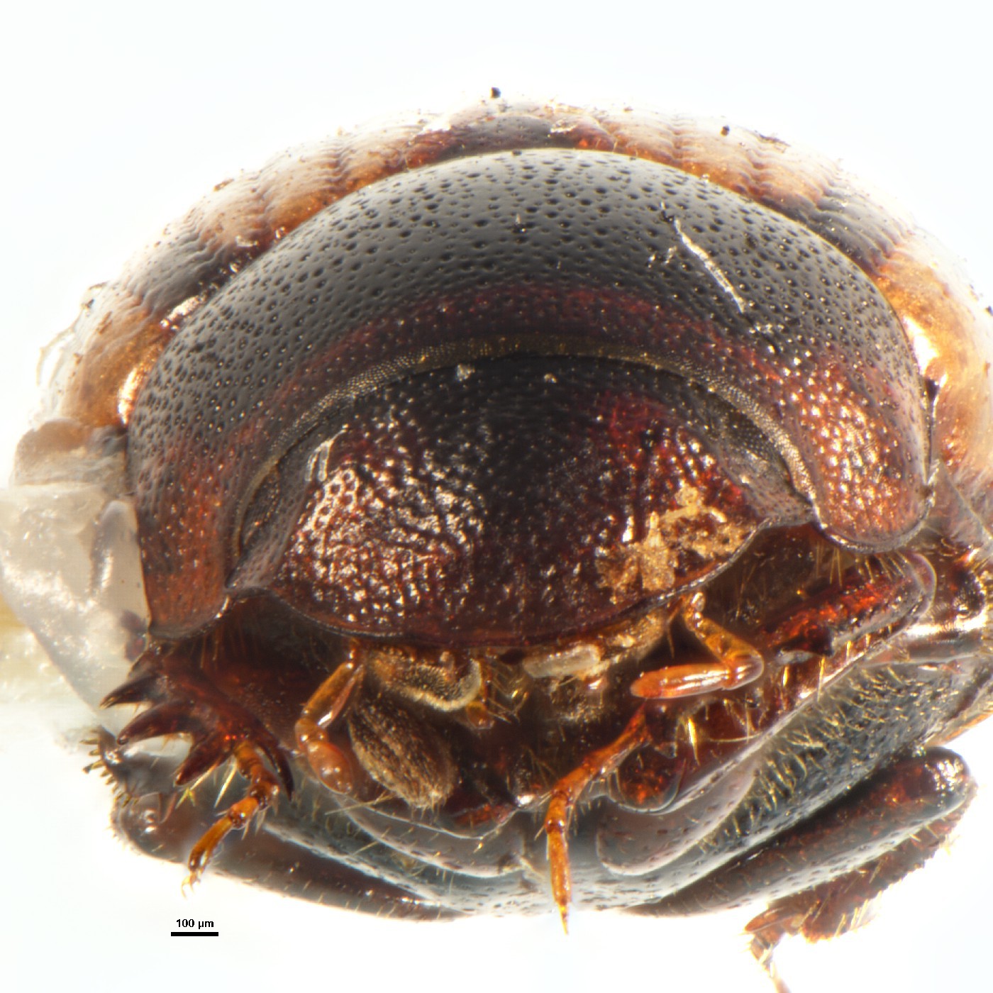 Coleoptera Aphodius tashigaonae Holotype