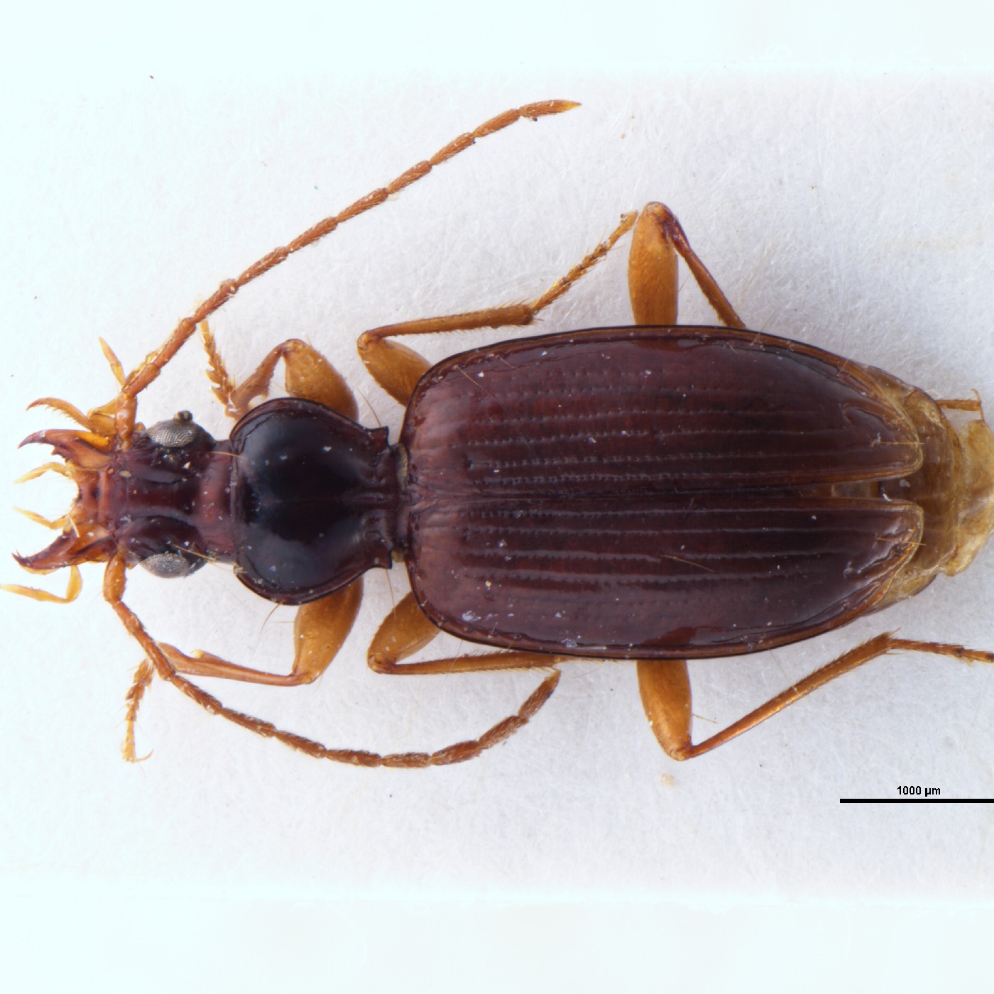 Coleoptera Archaeotrechiama embersoni Holotype