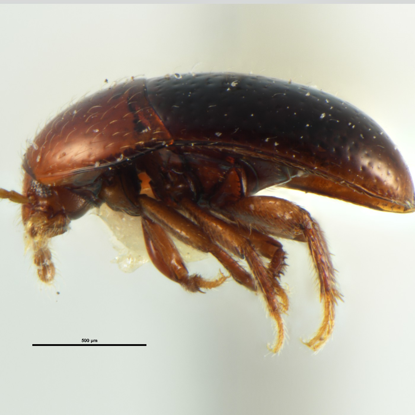 Coleoptera Chelagyrtodes davidi Holotype