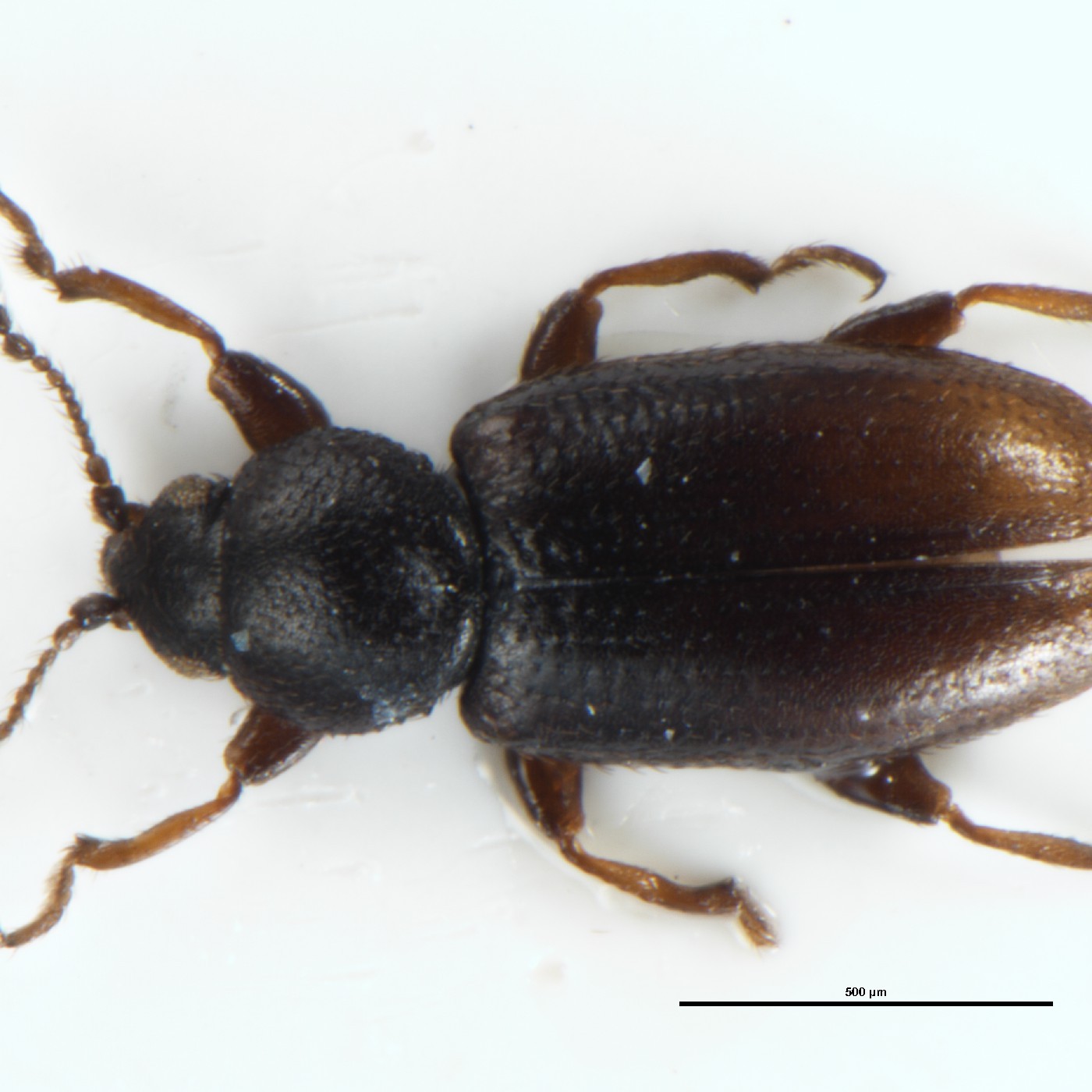 Coleoptera Corticaria unca Holotype