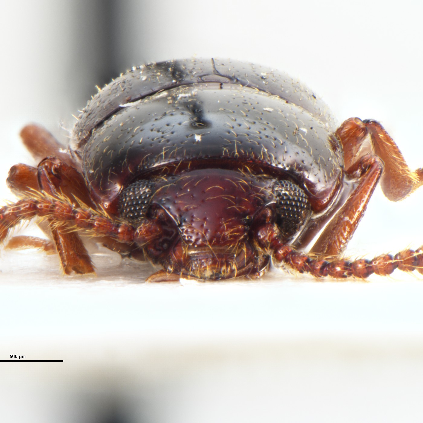Coleoptera Cryptodacne rangiauria Holotype