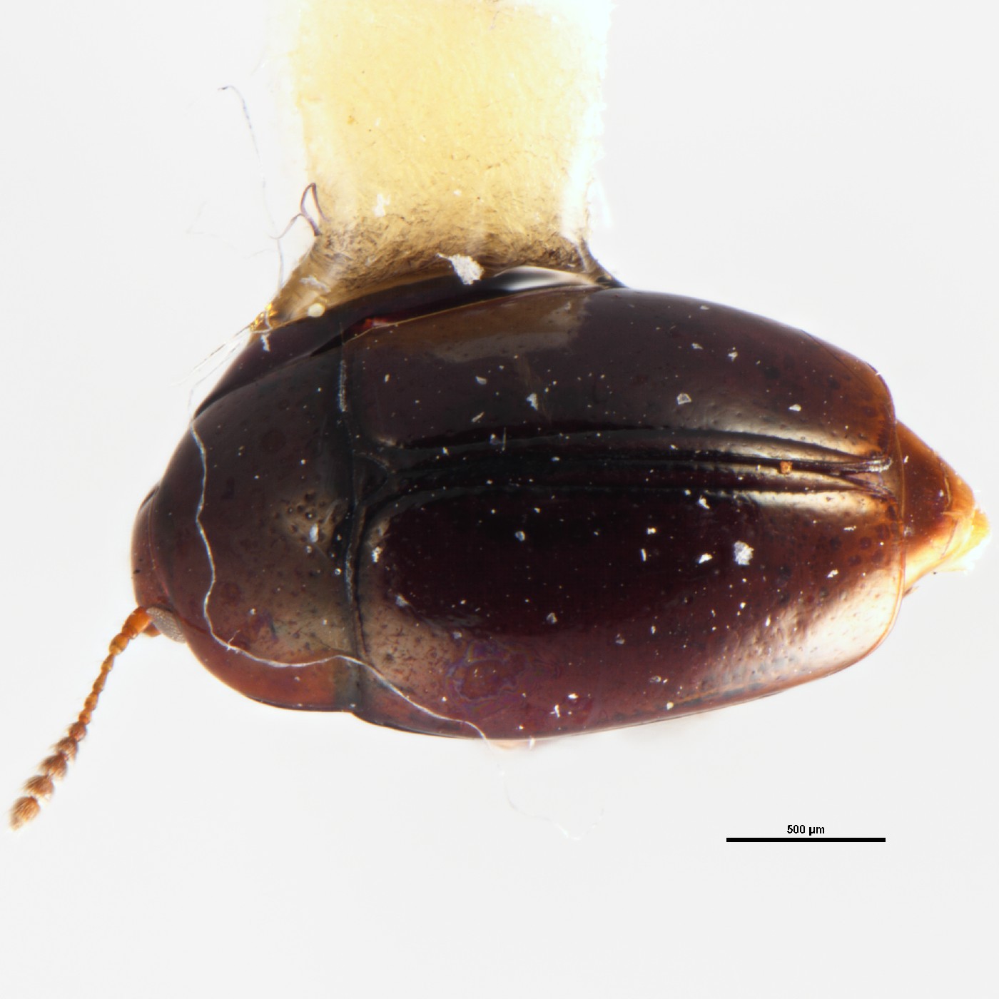 Coleoptera Cyparium earlyi Holotype