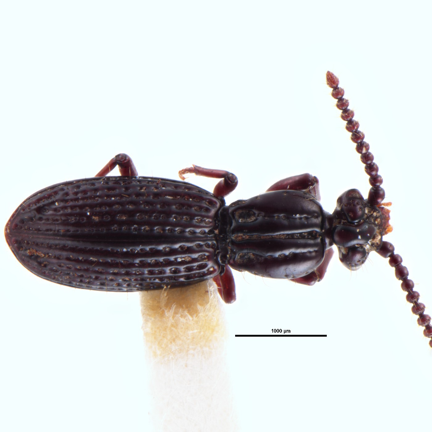 Coleoptera Kaveinga (Ingevaka) bellorum Holotype