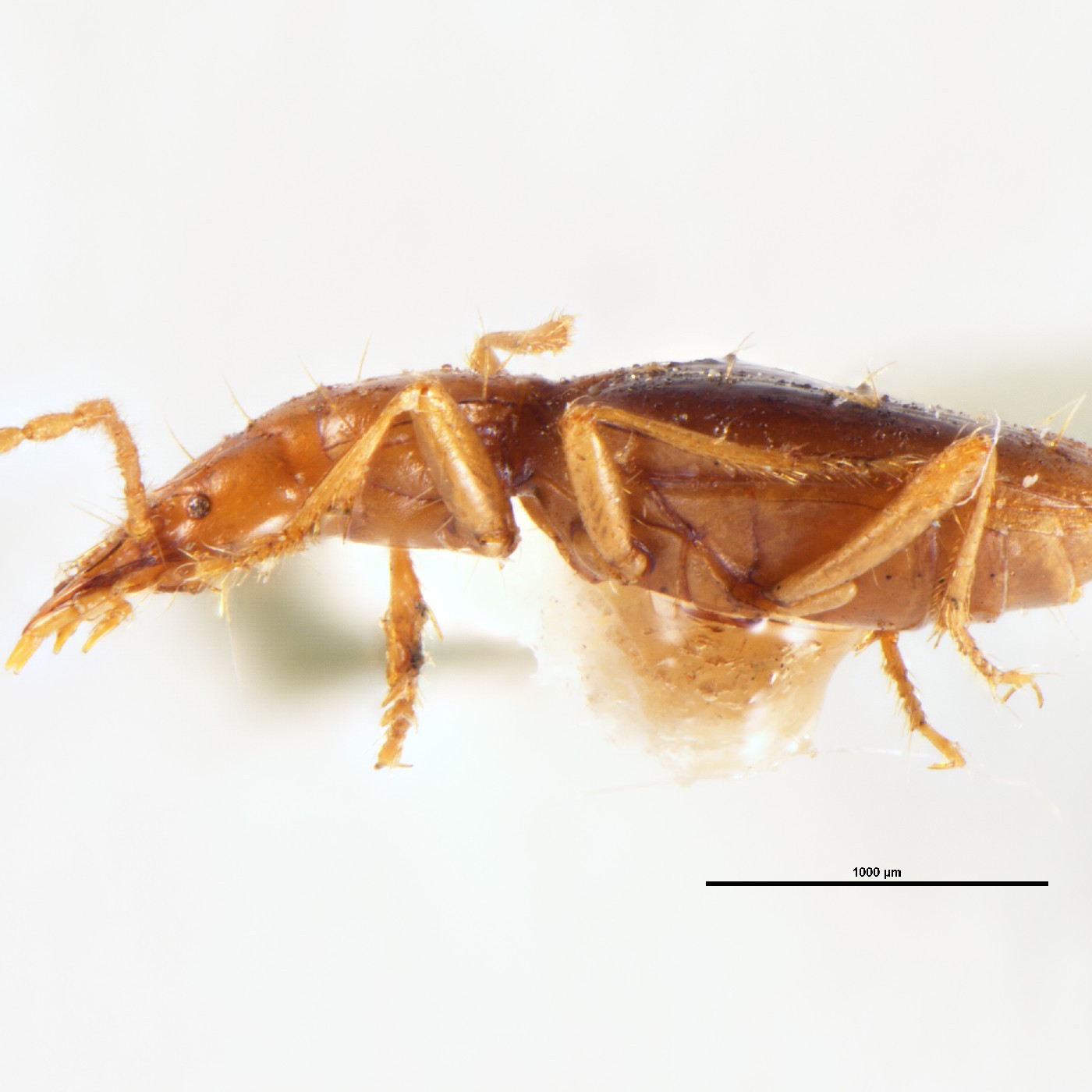 Coleoptera Oarotrechus gracilentus Holotype